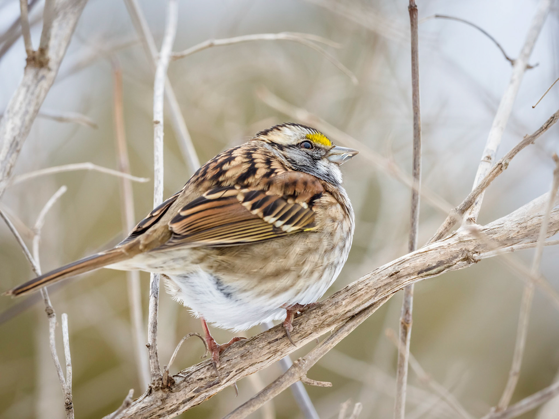 White Throated Sparrow