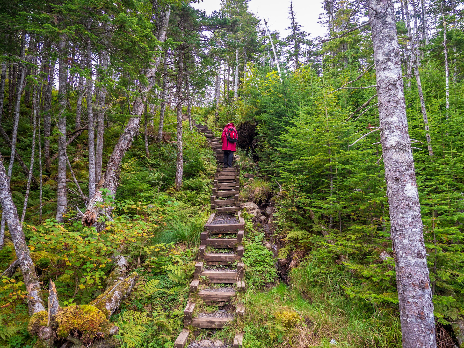 This is the staiway that leads down to a water level view of Baker's Brook Falls in Gros Morne Park, NFLD.