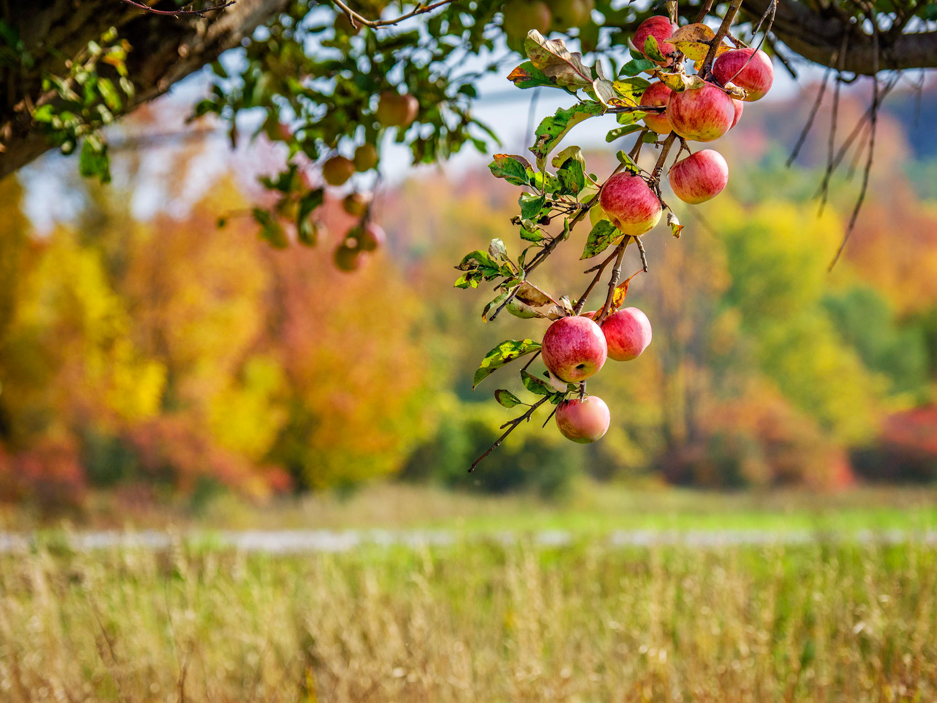 Apples are ready to pick on this fall day in the Blue Mountains.