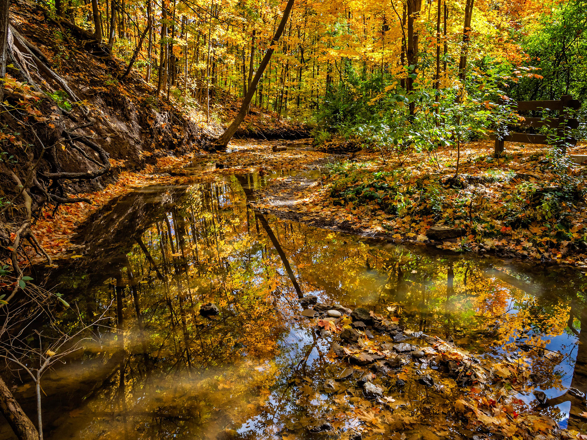 Beautiful fall day along McCraney Creek trail in Oakville, Ontario.