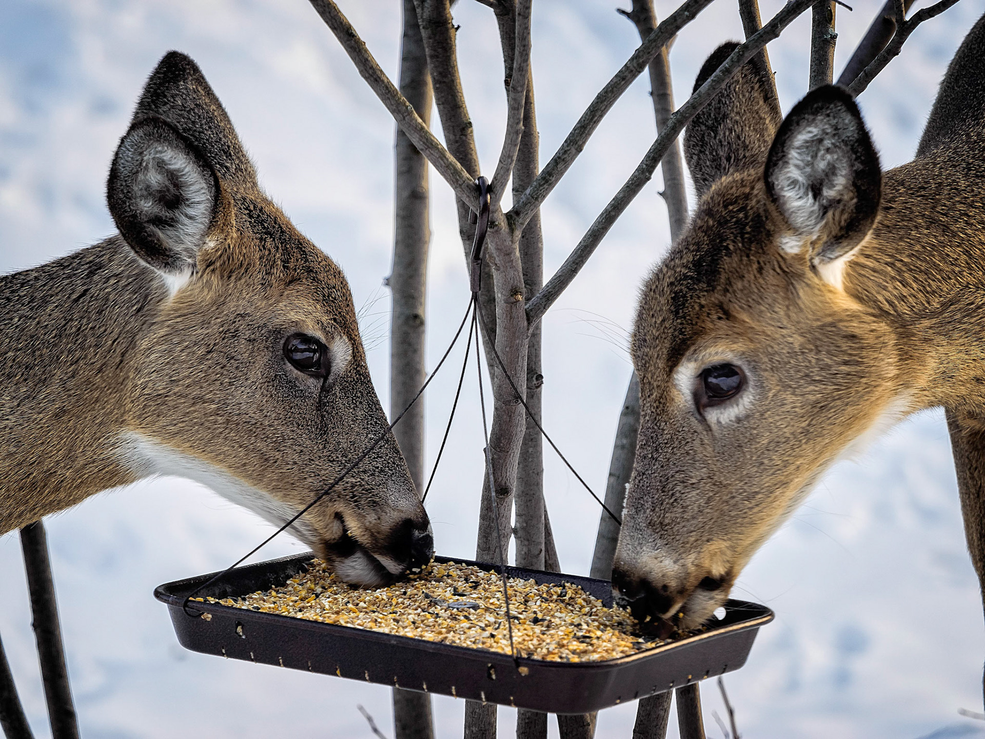 Sharing