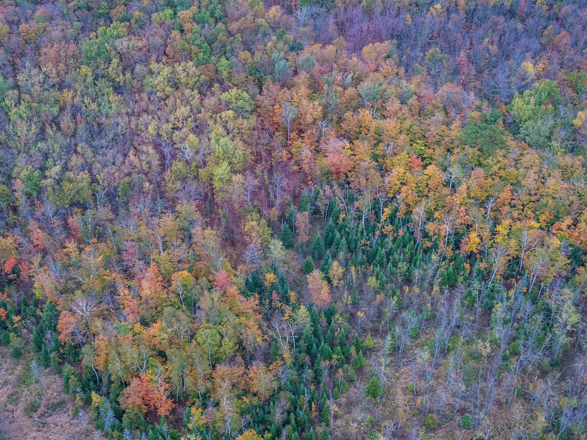 Aerial view of dense Grey County forest in the fall.