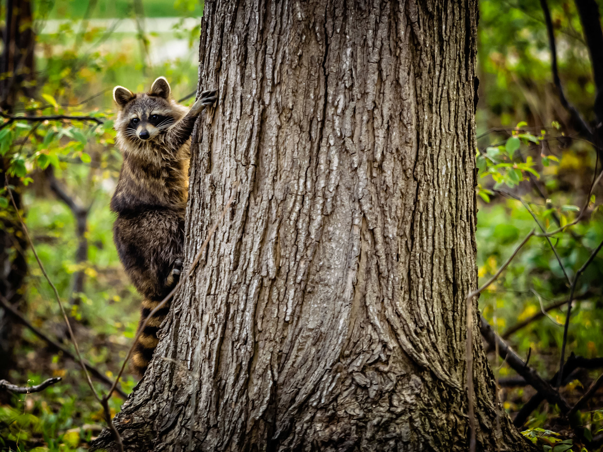 Masked Critter
