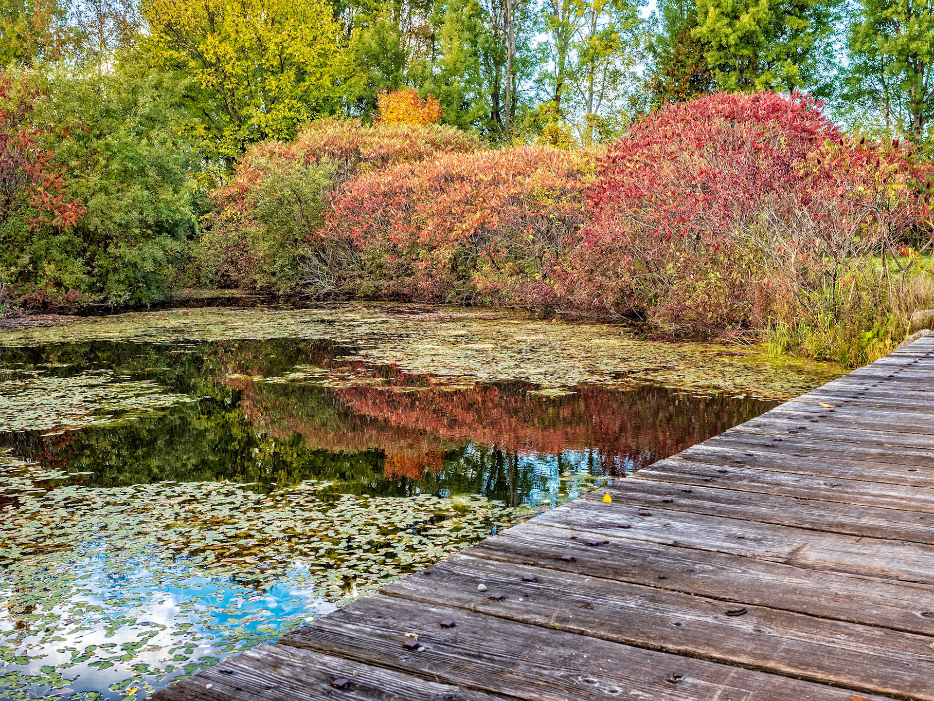Fall colors reflected in the pond on the Tomahawk Golf Course in Thornbury, Ontario.