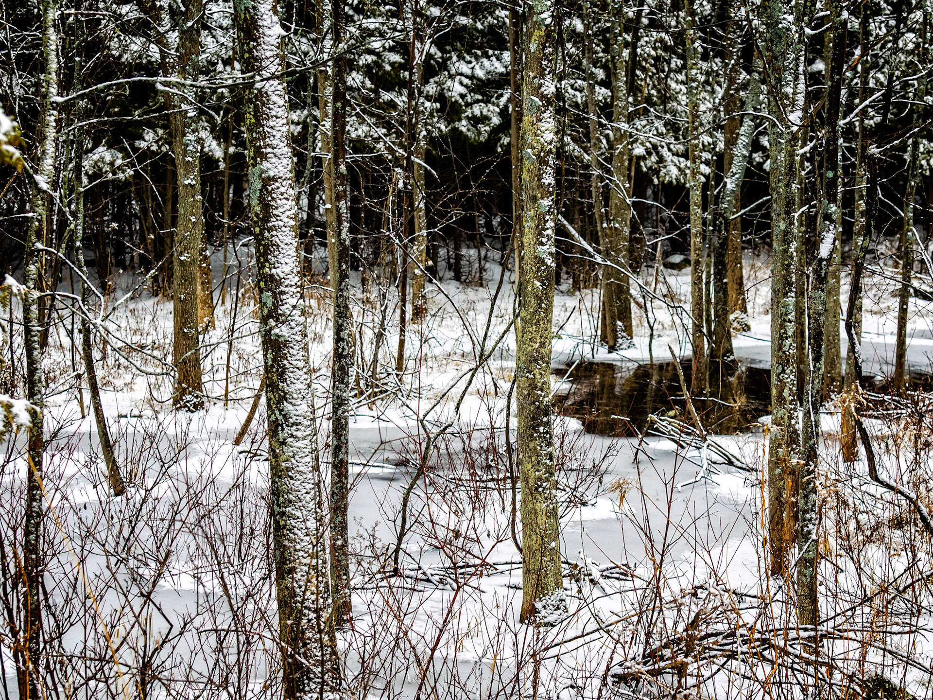 An early snowfall in the forests on Grey County, Ontario.