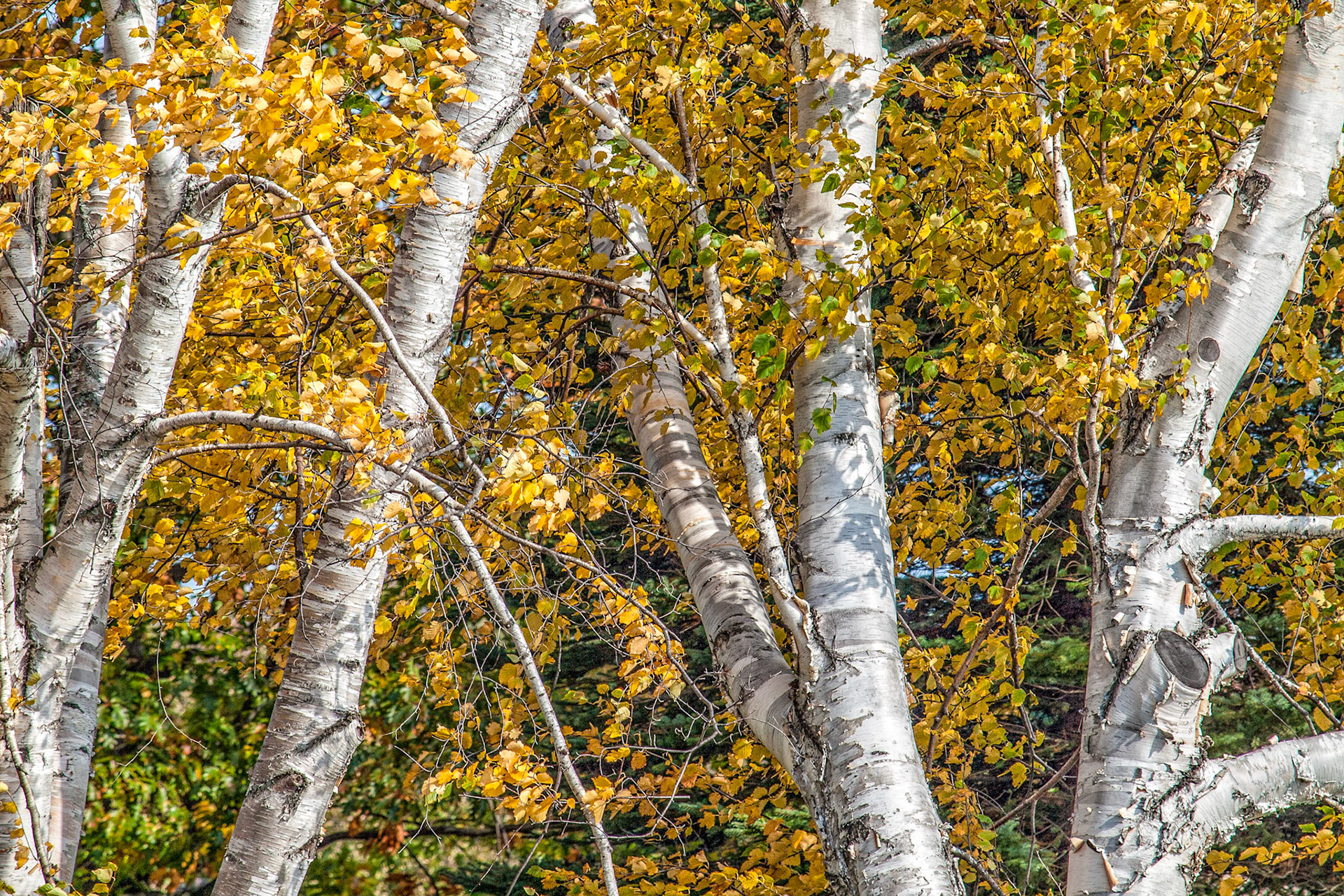 Beautiful closeup of yellow birch fall color taken near Thornbury, Ontario.