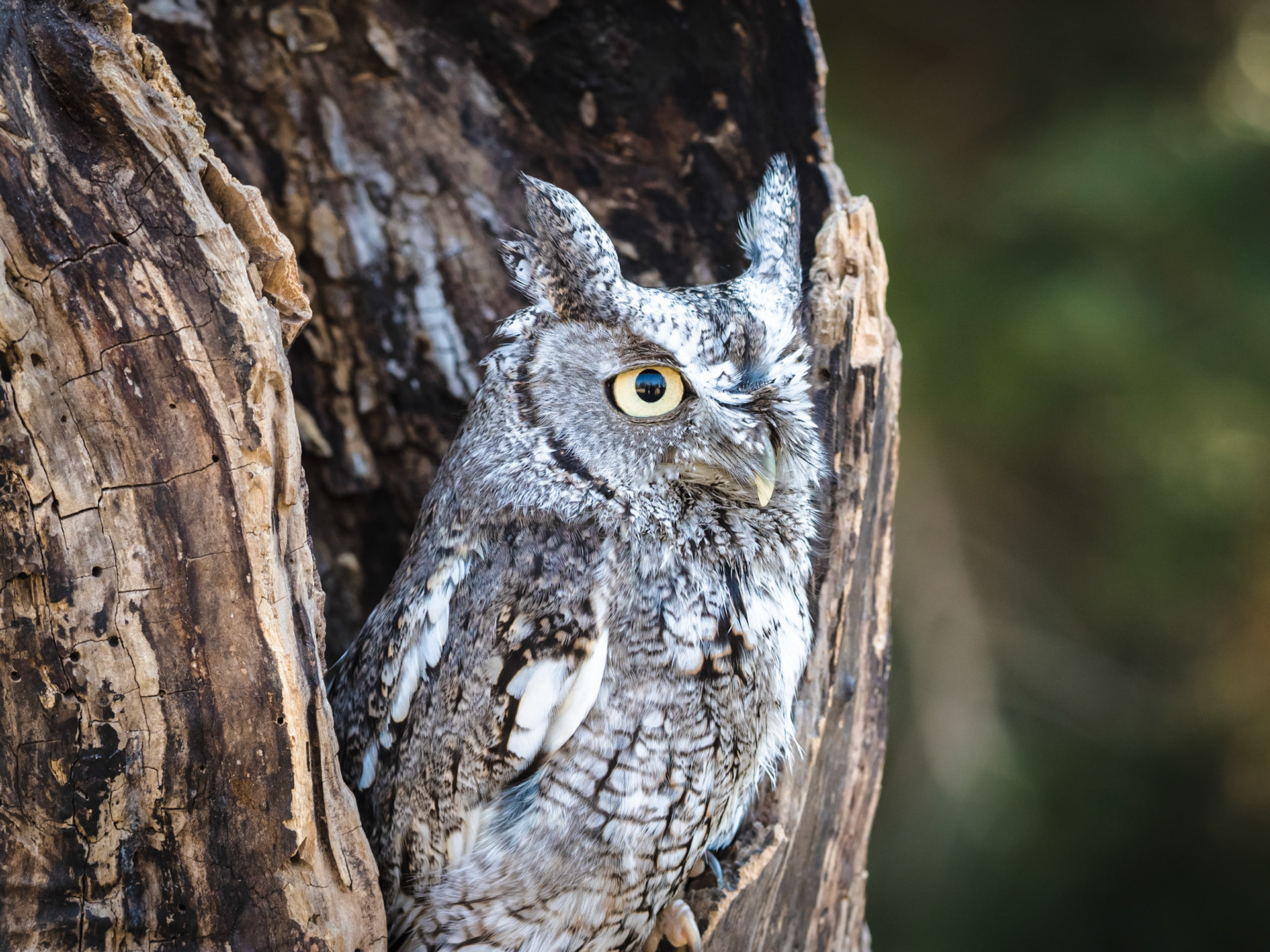 Mountsberg Screech Owl