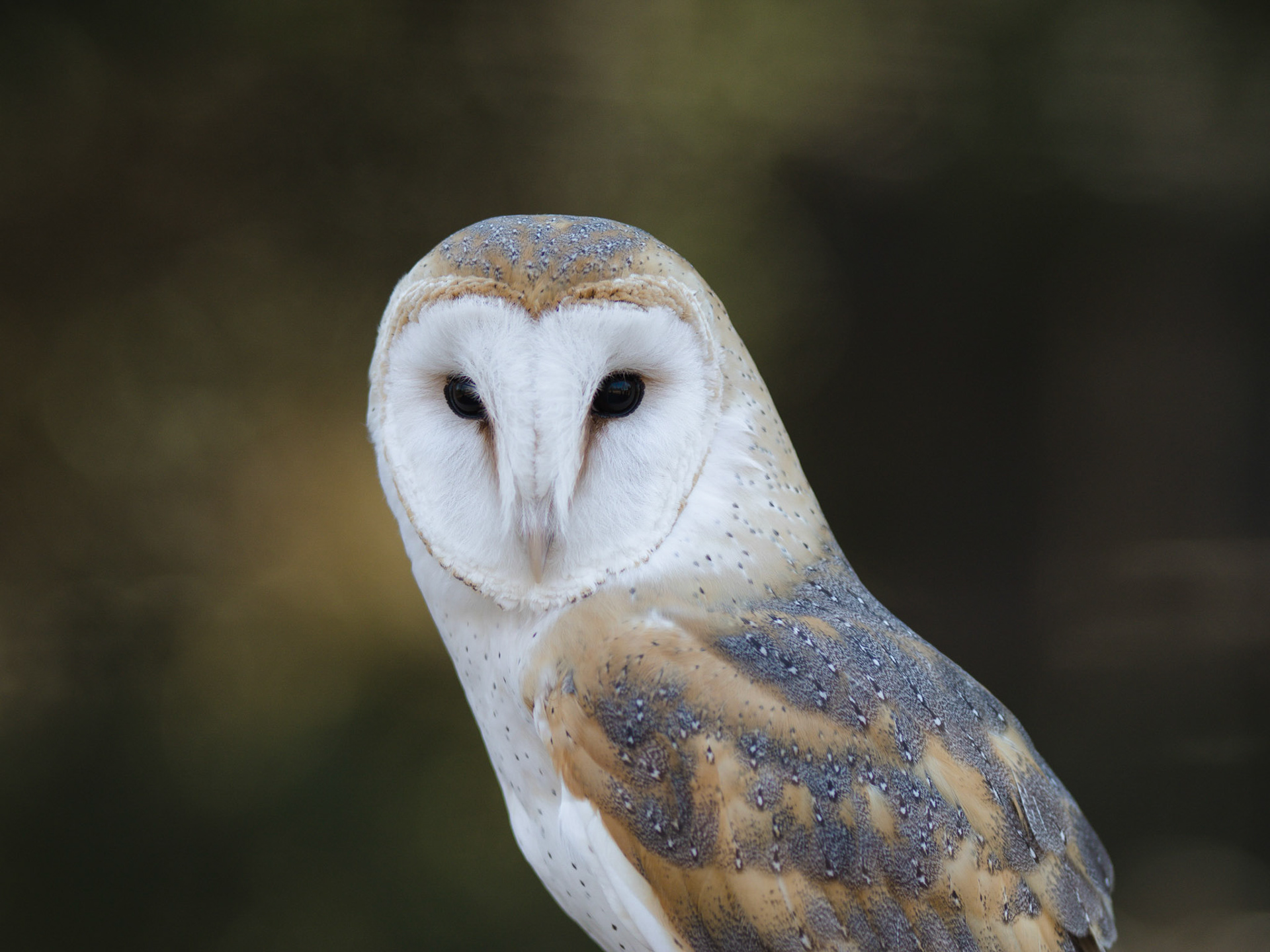 Mountsberg Barn Owl