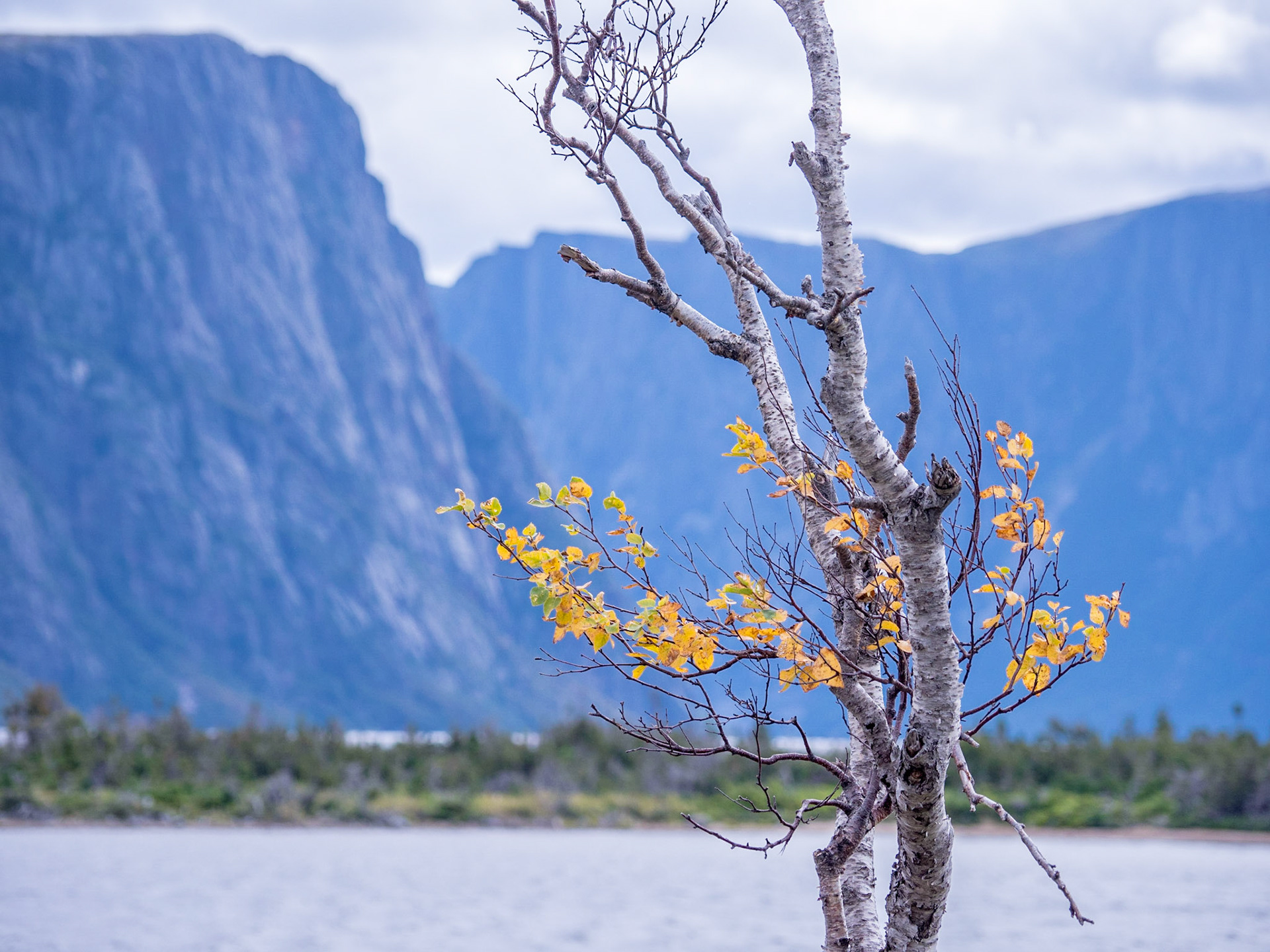 A few remaining leaves on this Birch tree in Gros Morne Park, Newfoundland.