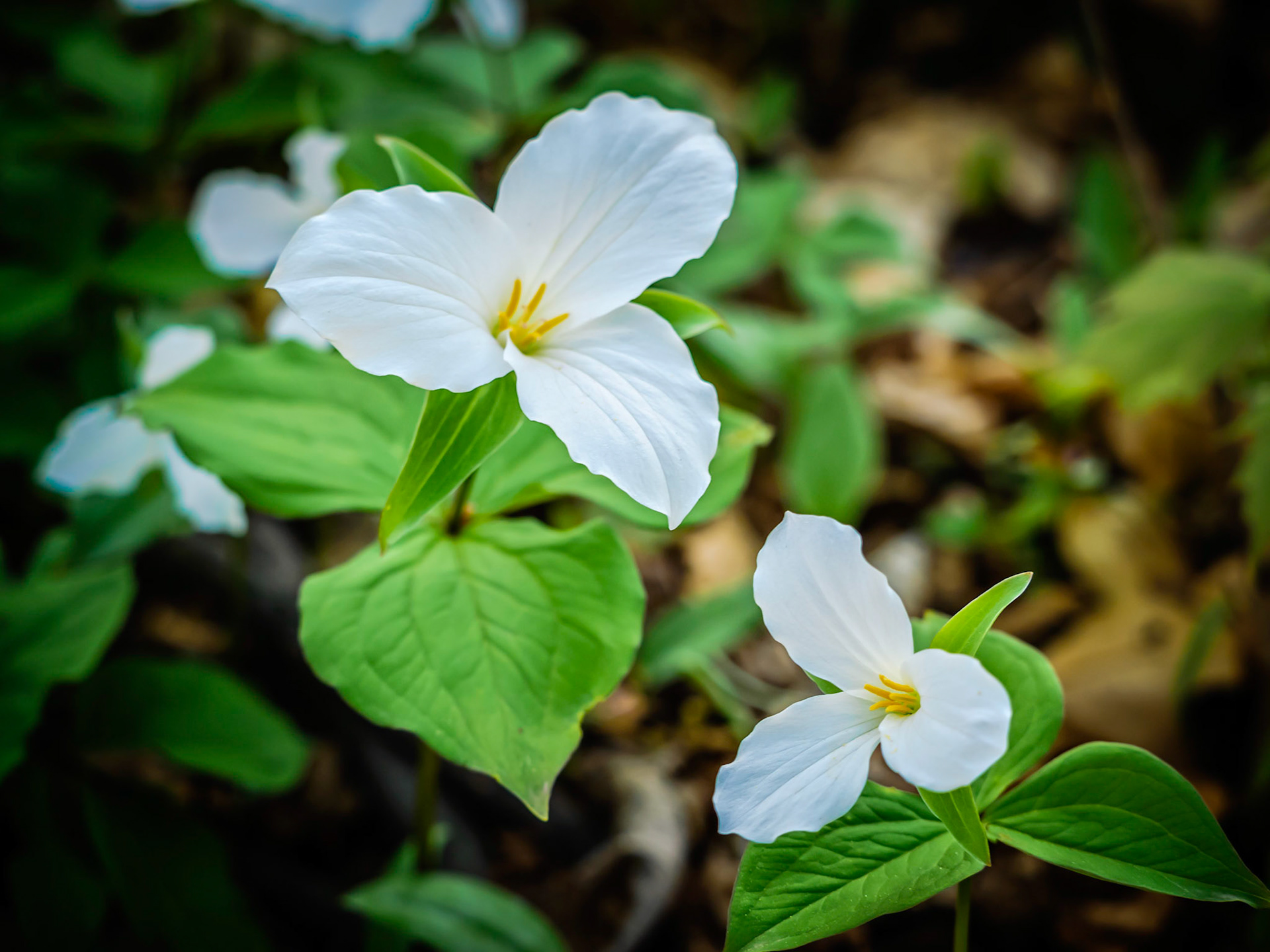 The trillium is the official flower of the province of Ontario, Canada.  These were discovered on a spring evening walk through a local Bronte ravine in Oakville.