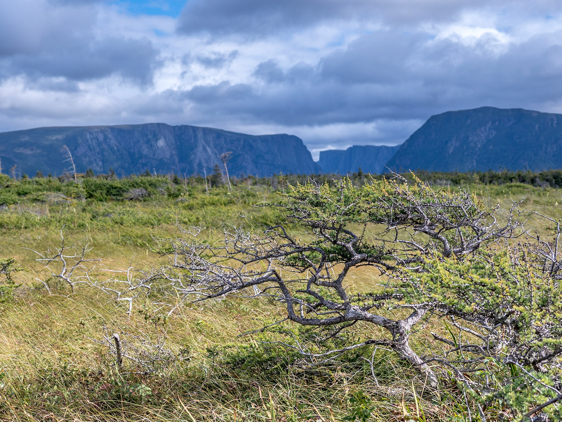 Windblown tuckamore trees along the trail in Gros Morne National Park, Newfoundland.