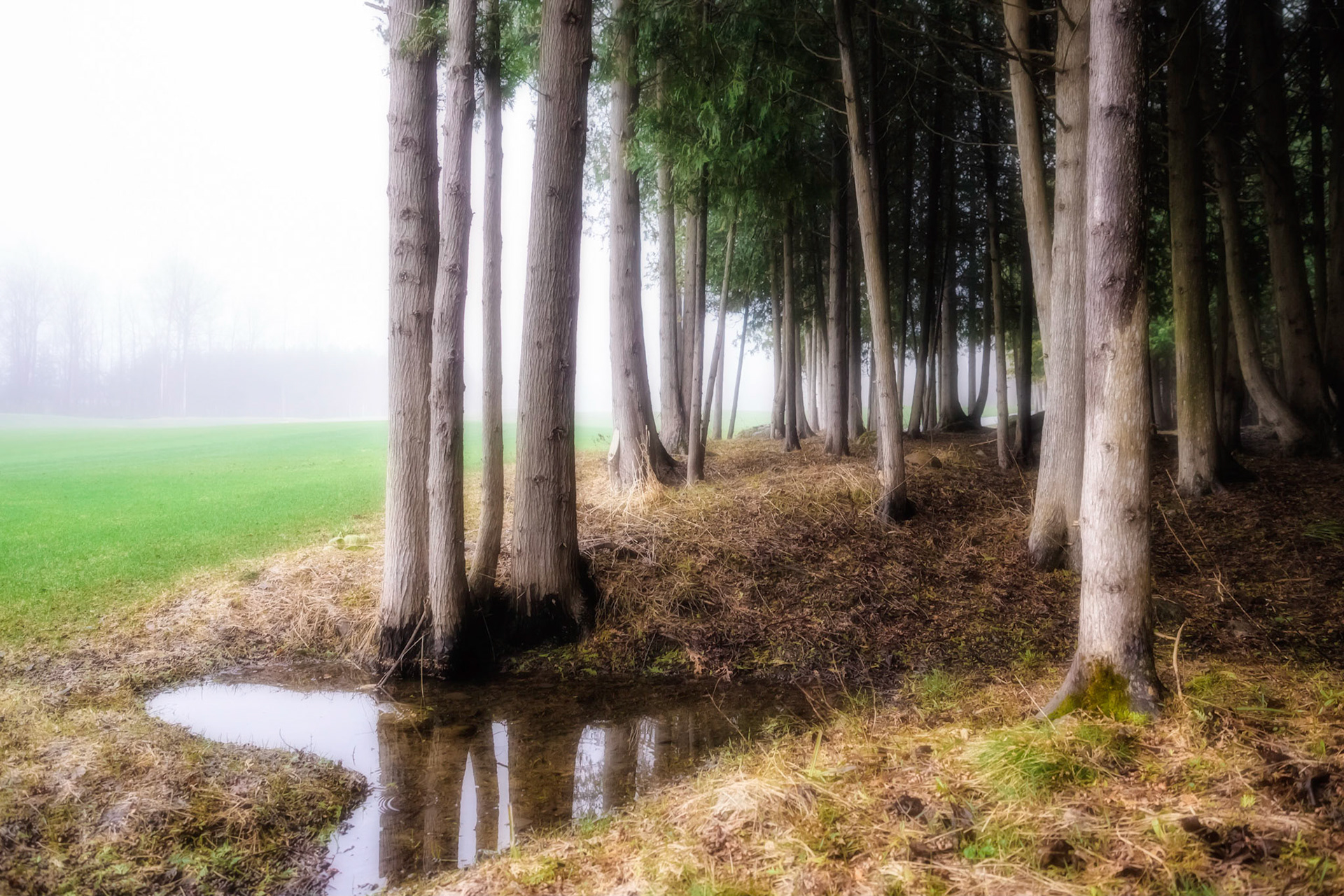 A foggy morning on the Lora Bay golf course in The Blue Mountains, Ontario.