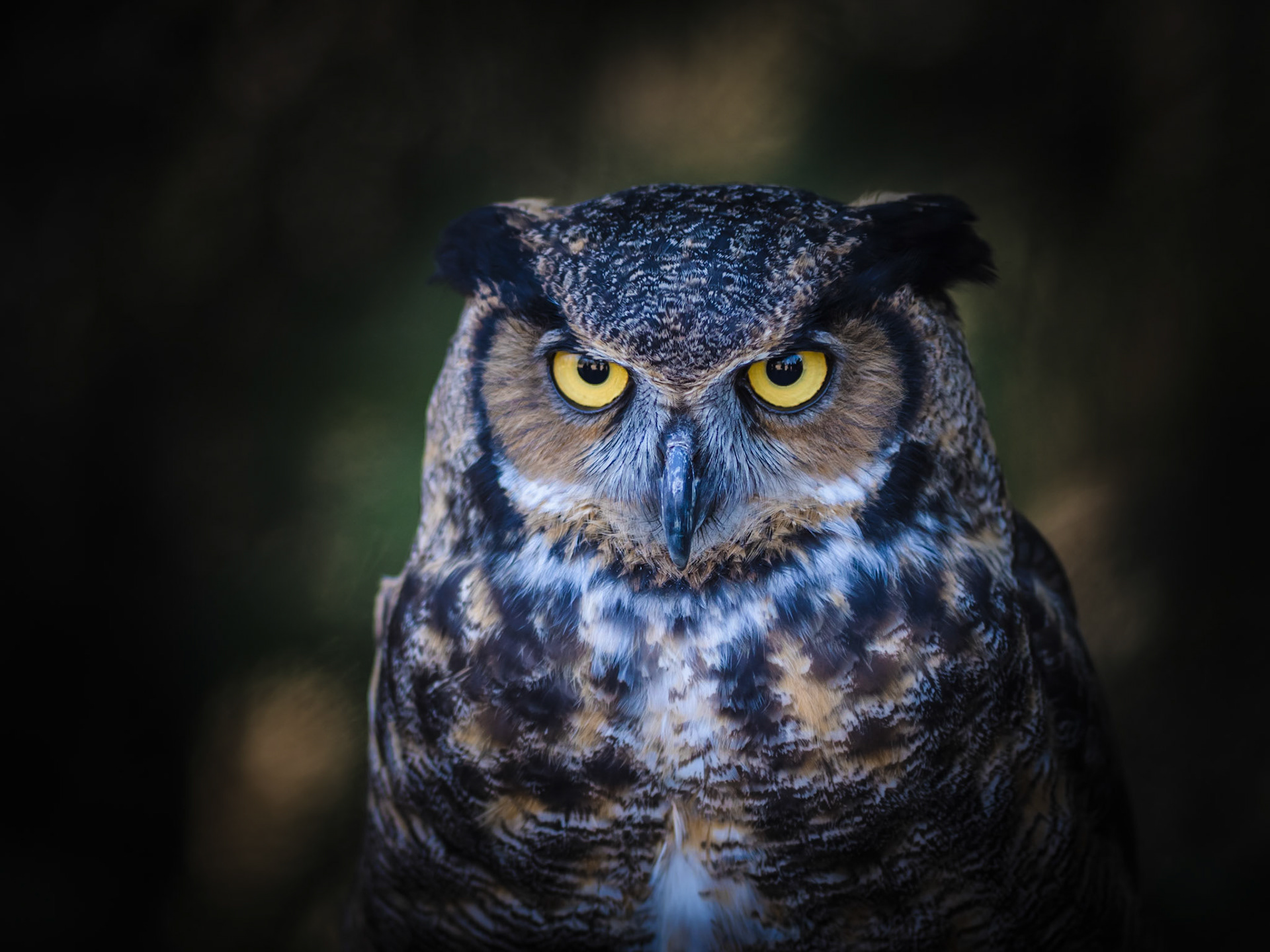 Mountsberg Horned Owl