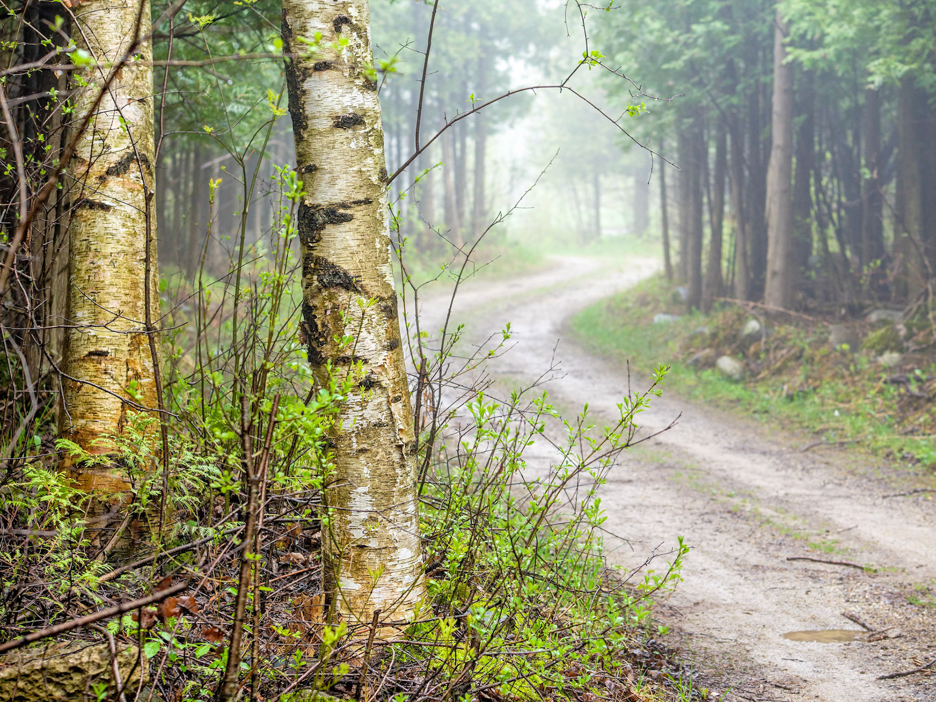 Birch trees in the fog along a maintenance road in Lora Bay Golf Course.