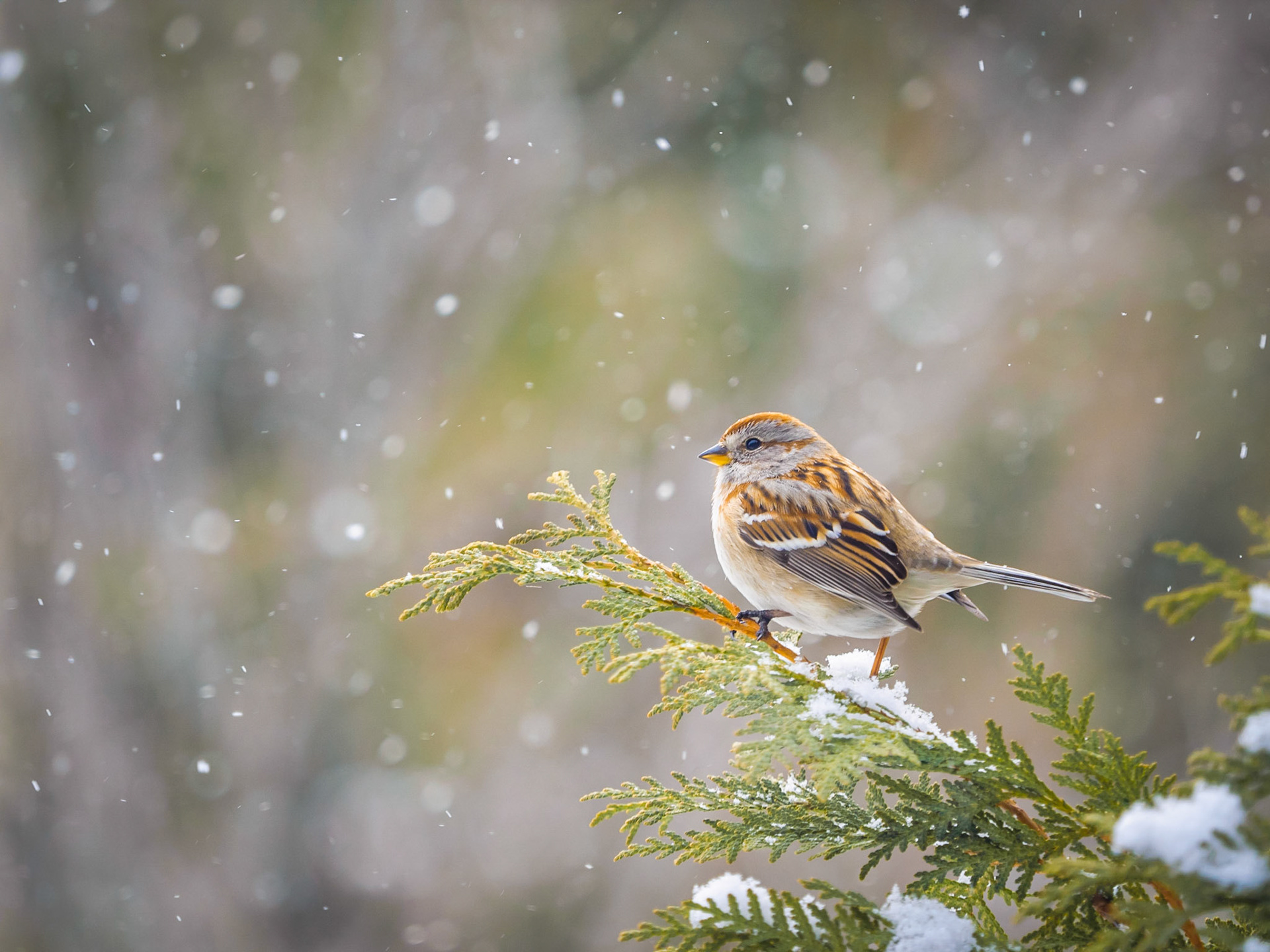 Winter Sparrow