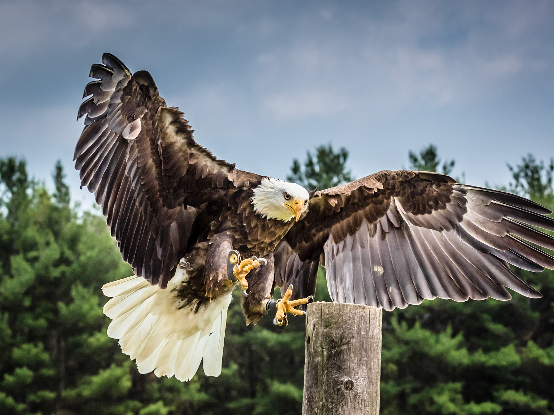 Bald Eagle Landing