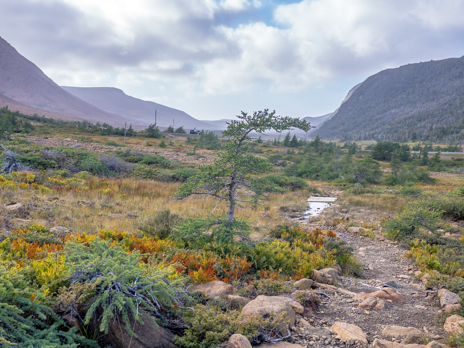 Scrub vegetation along the Tablelands trail in Gros Morne Park, Newfoundland.