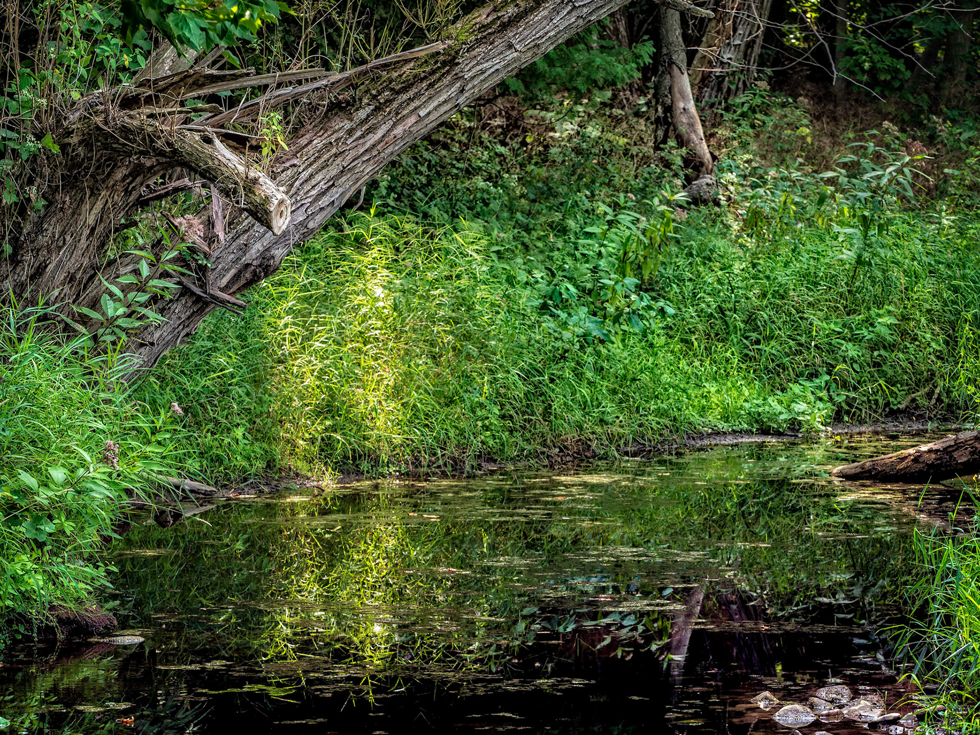 This pond is along the Beaver River Trail in Clarksburg, Ontario.