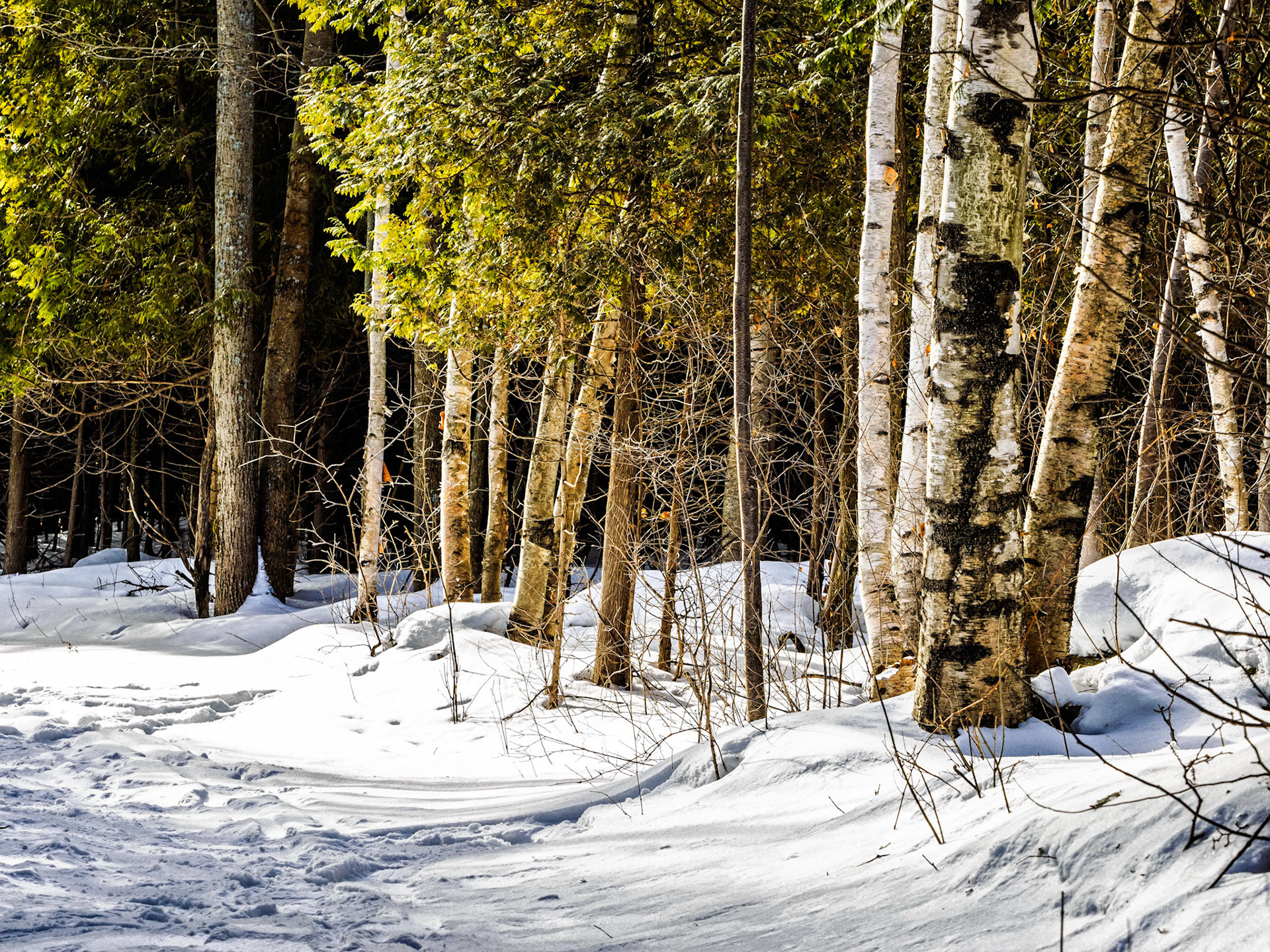 Snow covered trails in Grey County, Ontario.