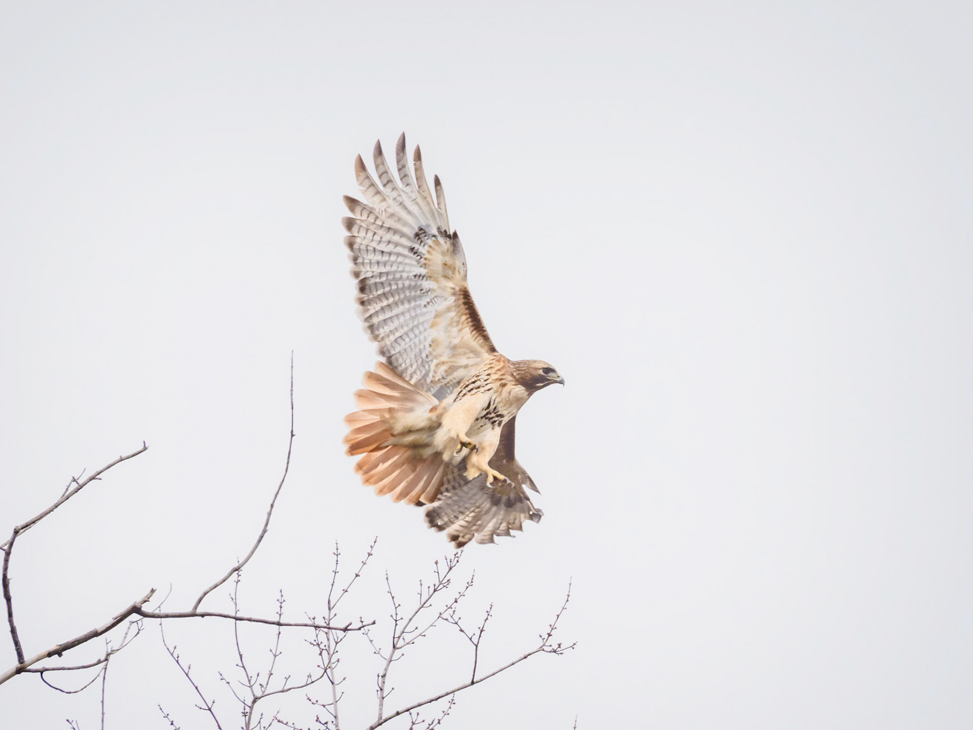 Red-tailed Hawk