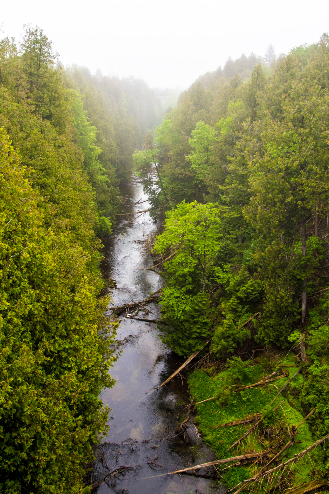 Fevrsham gorge on a foggy day, Grey County, Ontario.