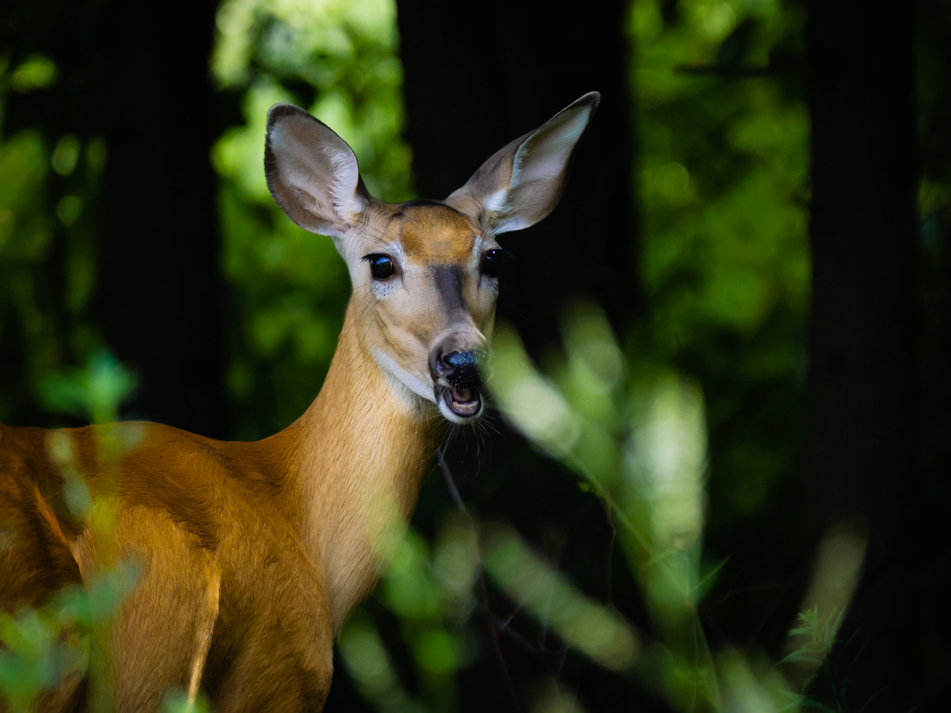 Backyard visitor