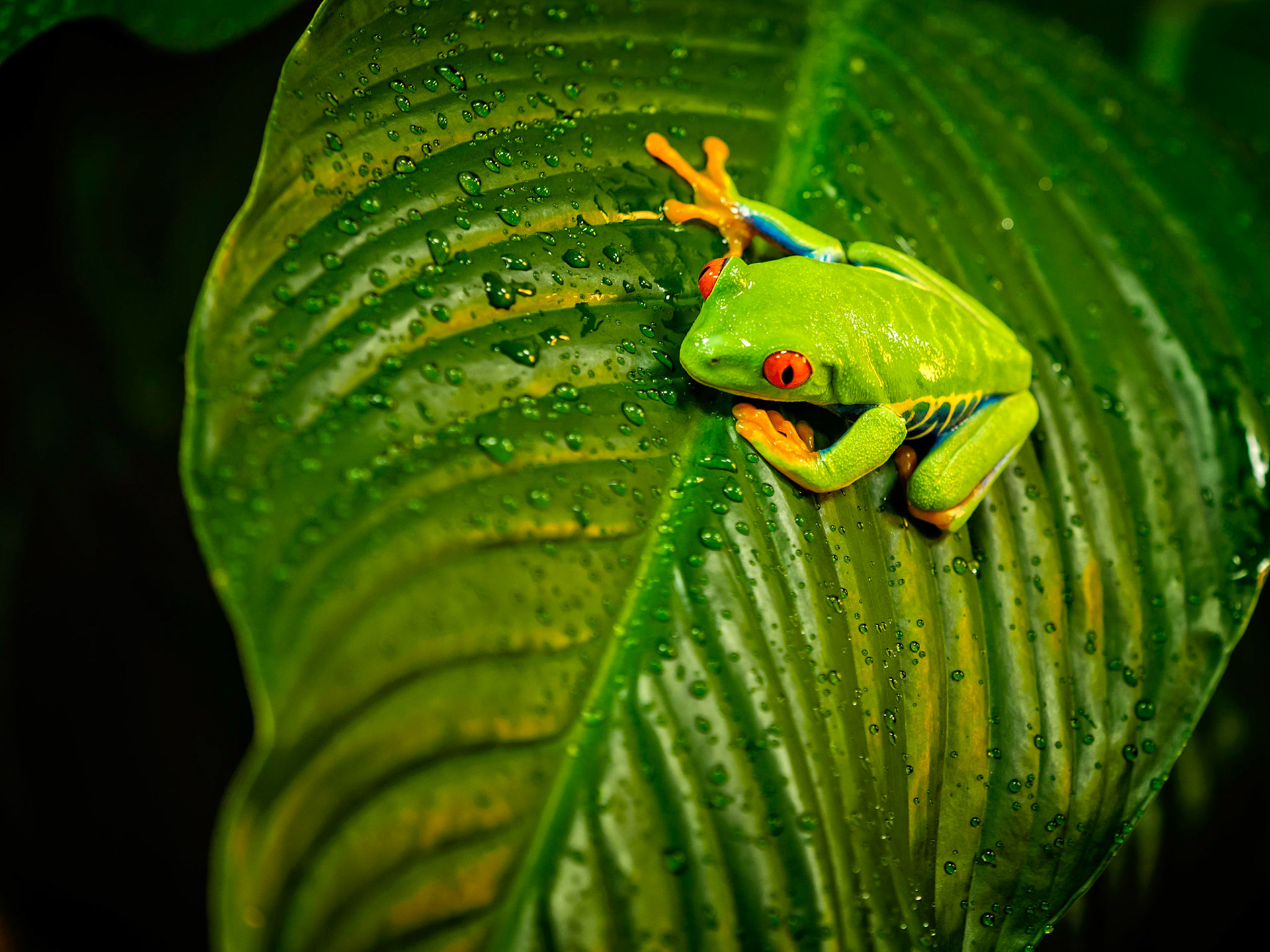 Tree Frog 1