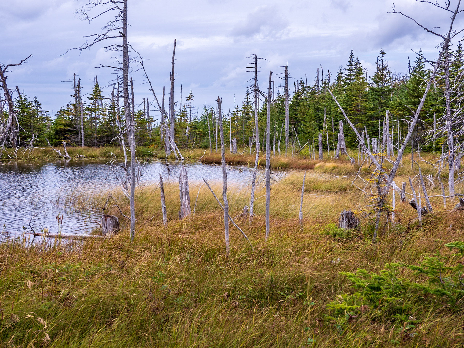 A beaver pond in Gros Morne National Park, Newfoundland.