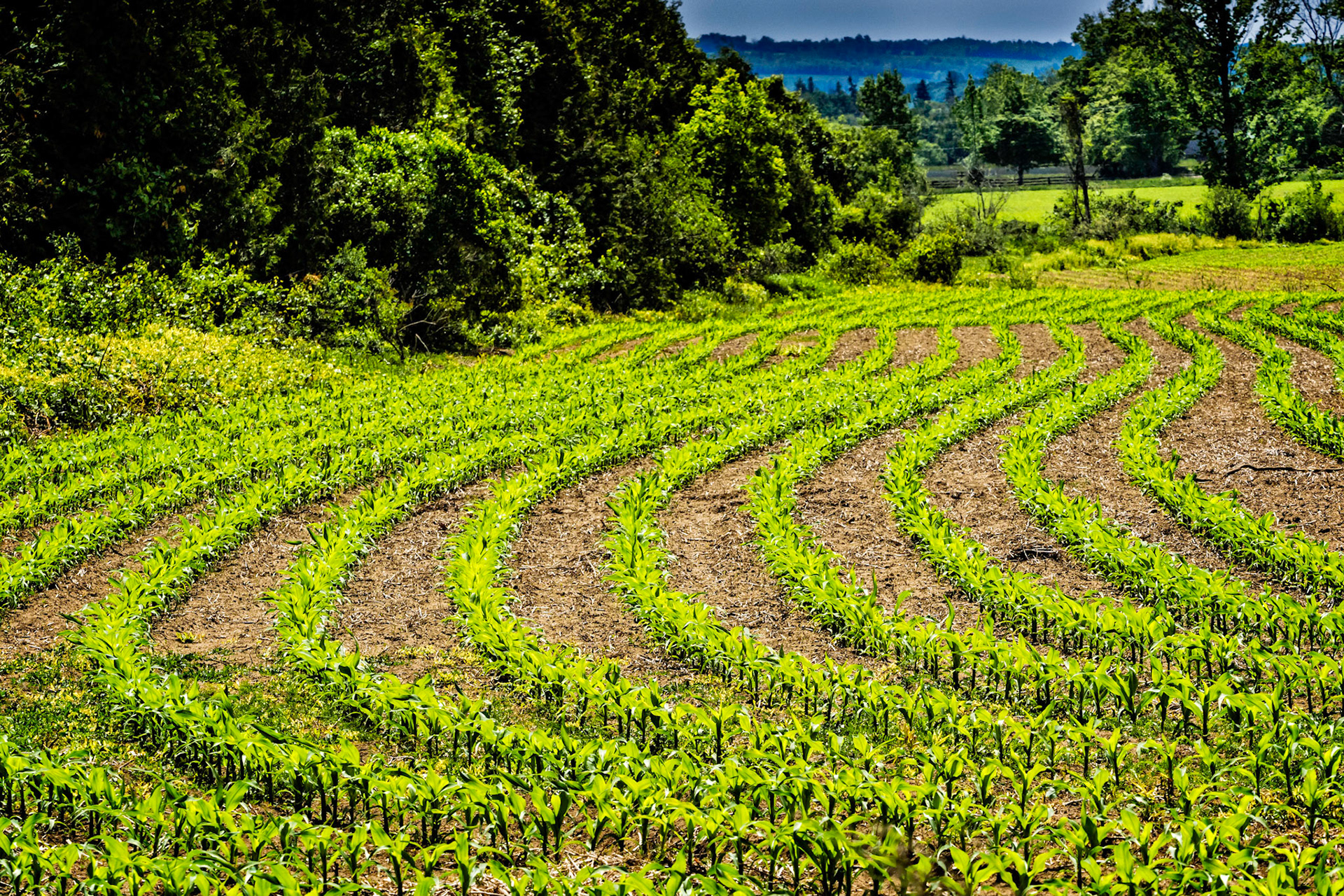 Corn Rows