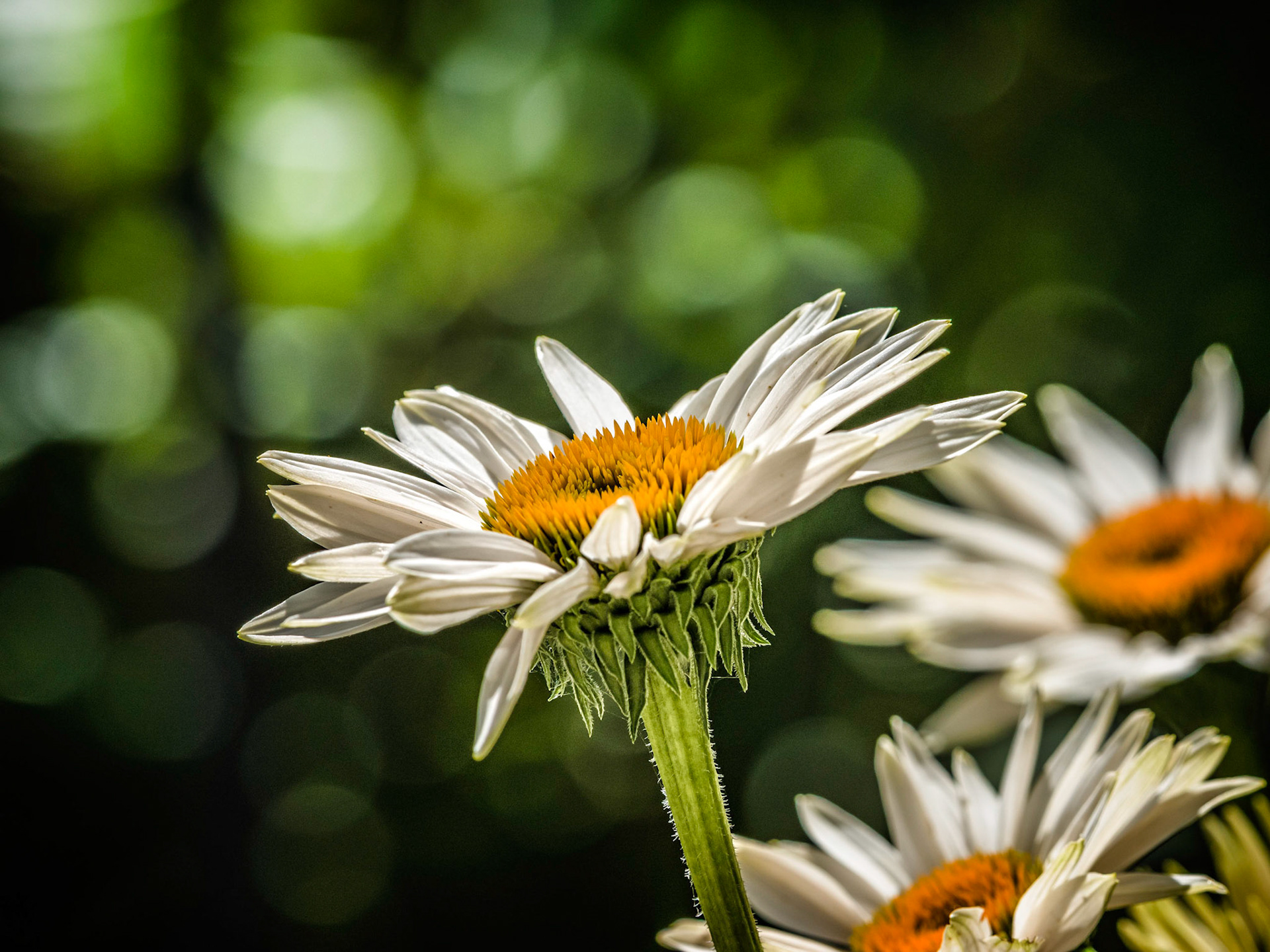White Cone Flowers