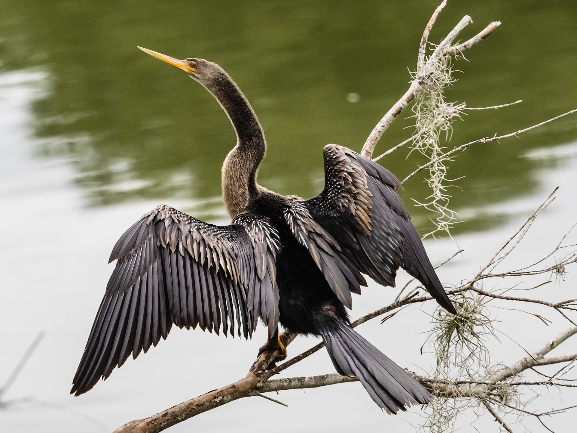 Anhinga