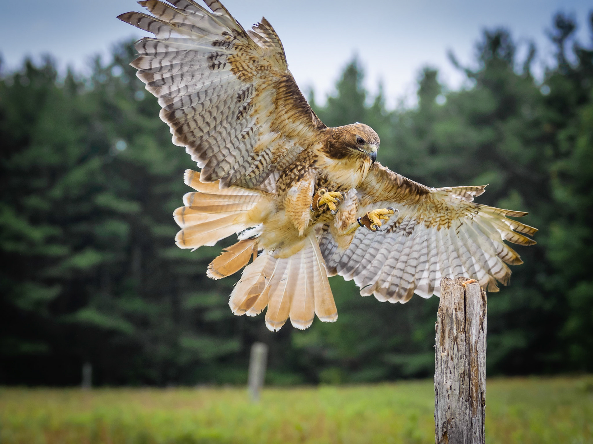 Red Tailed Hawk
