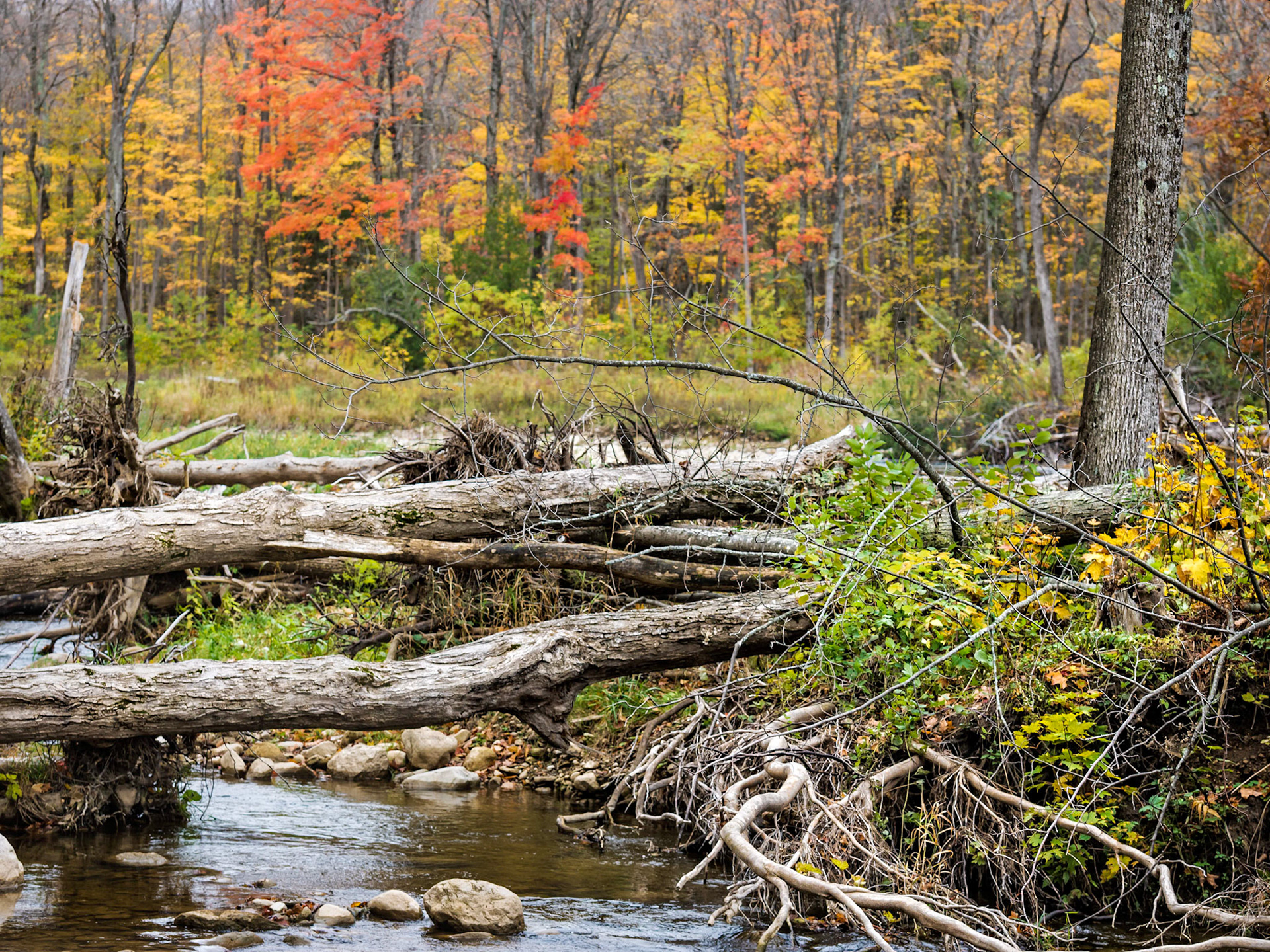 A scene along the Beaver River in Clendennan Conservation Area.
