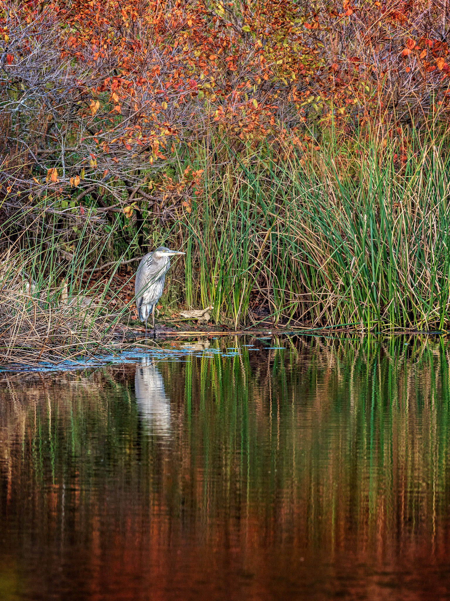 A Great Blue Heron sits among the reeds in the Oakville, Ontario park.