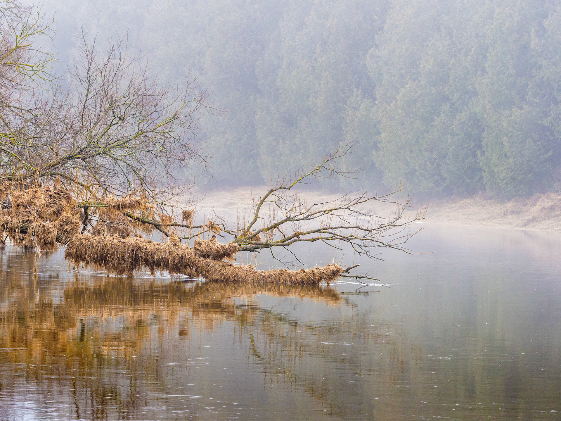 A foggy landscape along the Grand River in Grand Valley, Ontario.