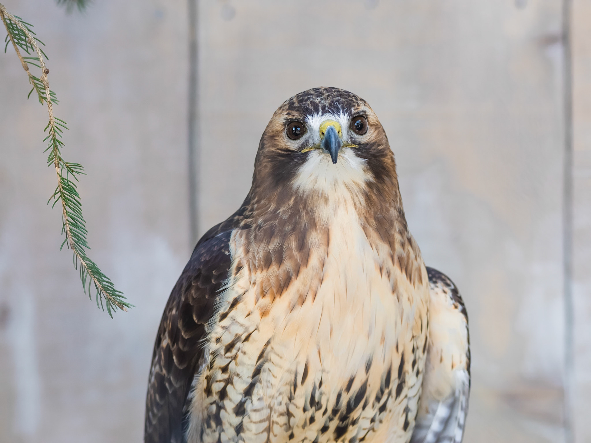 Mountsberg Red Tailed Hawk