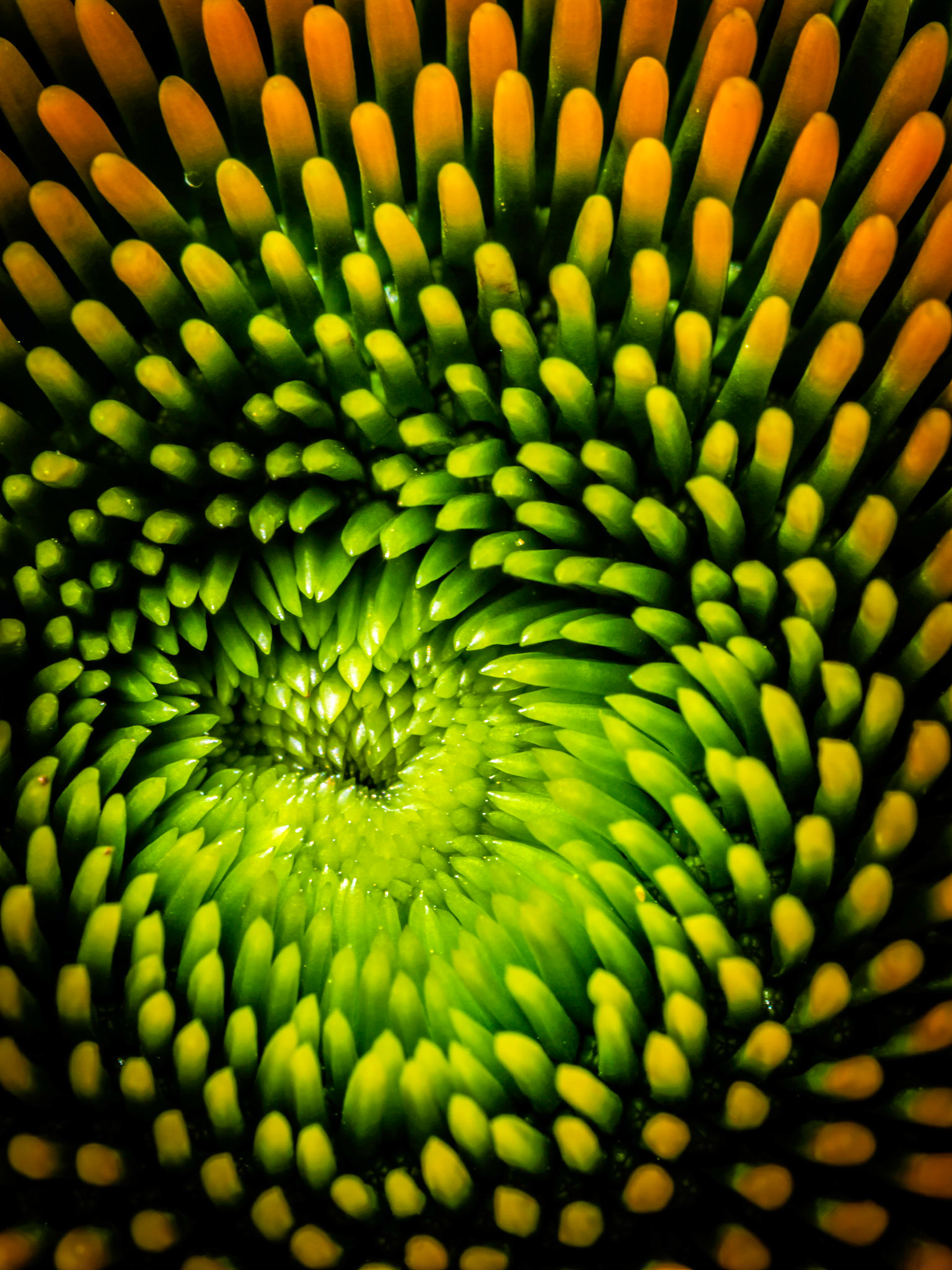 Floral Opening