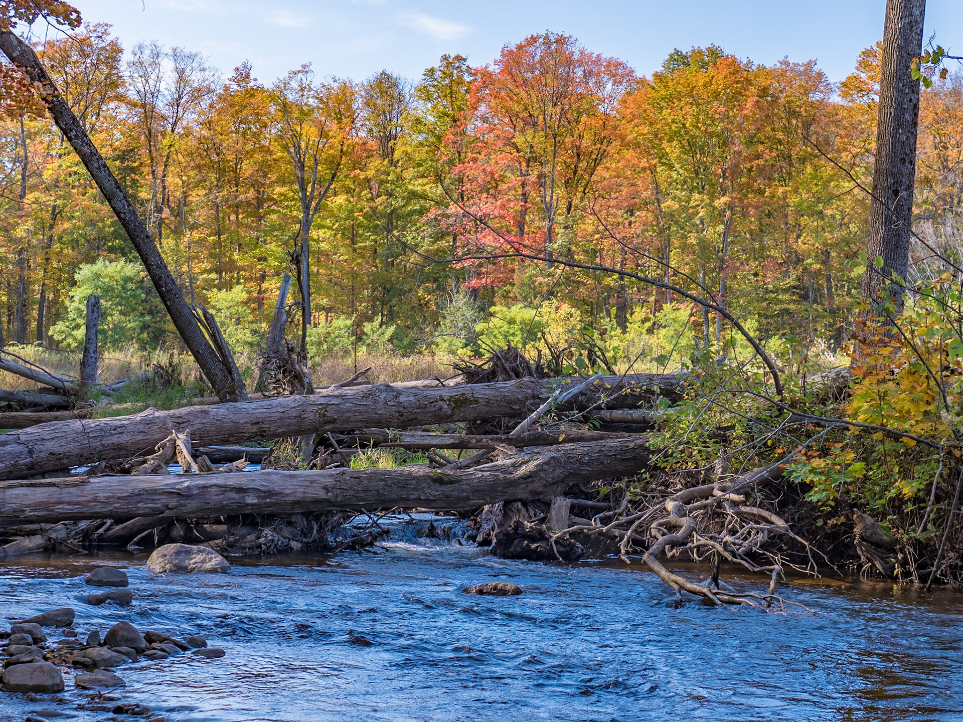 Trees collapsed over the Beaver River in Clendennan Conservation Area near Clarksburg, Ontario.