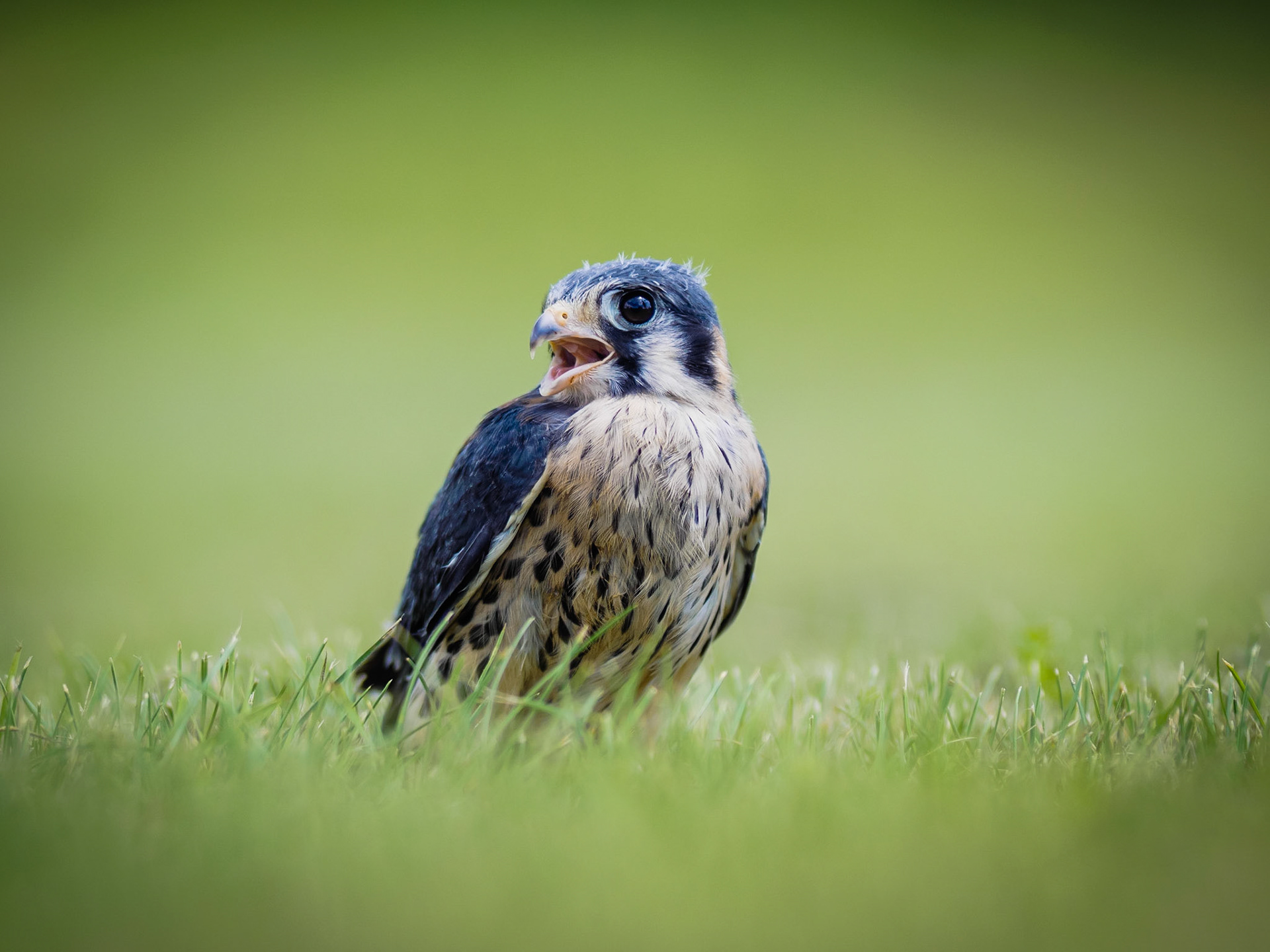 21 Day Old Peregrine Falcon