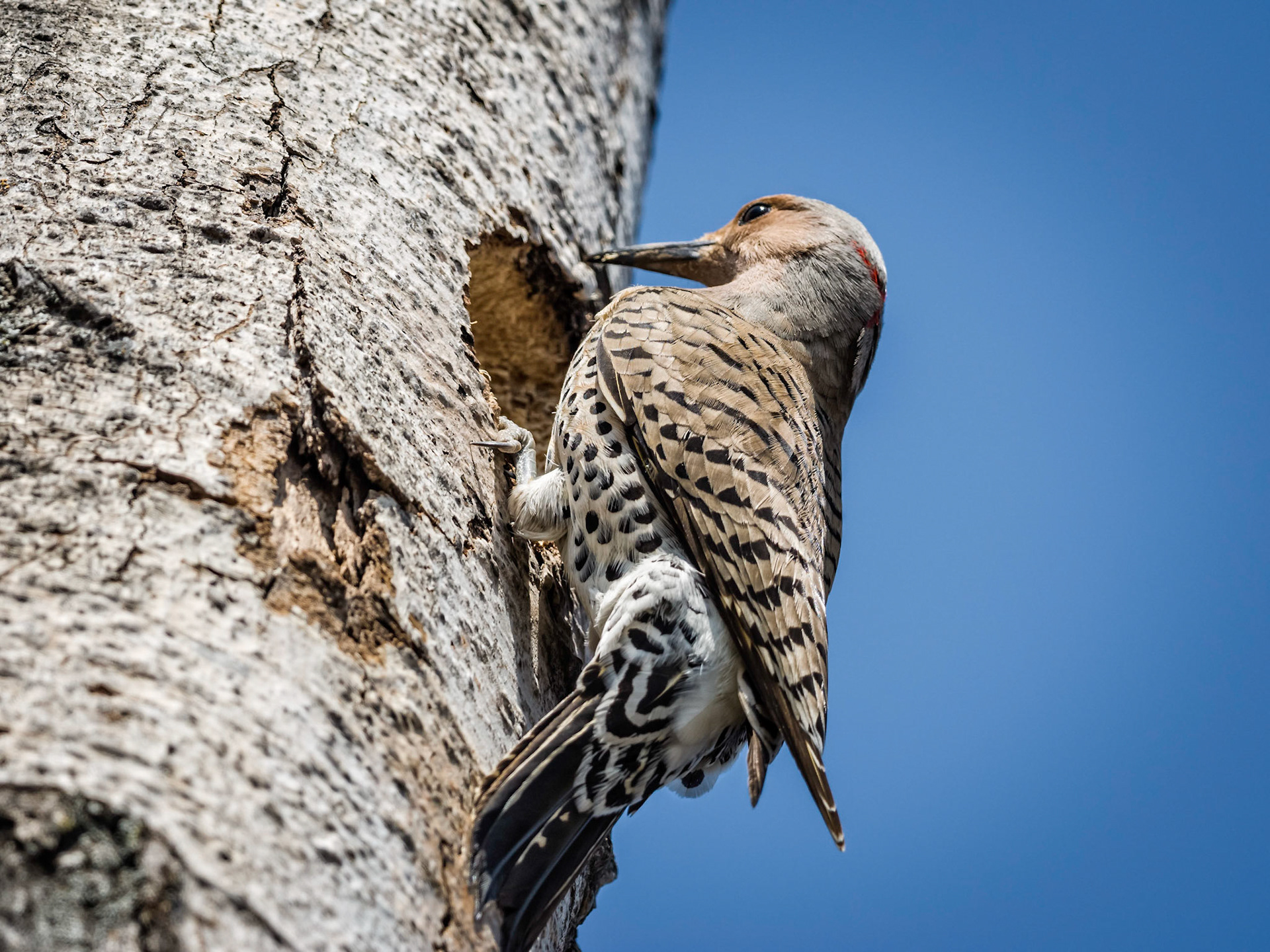 Northern Flicker