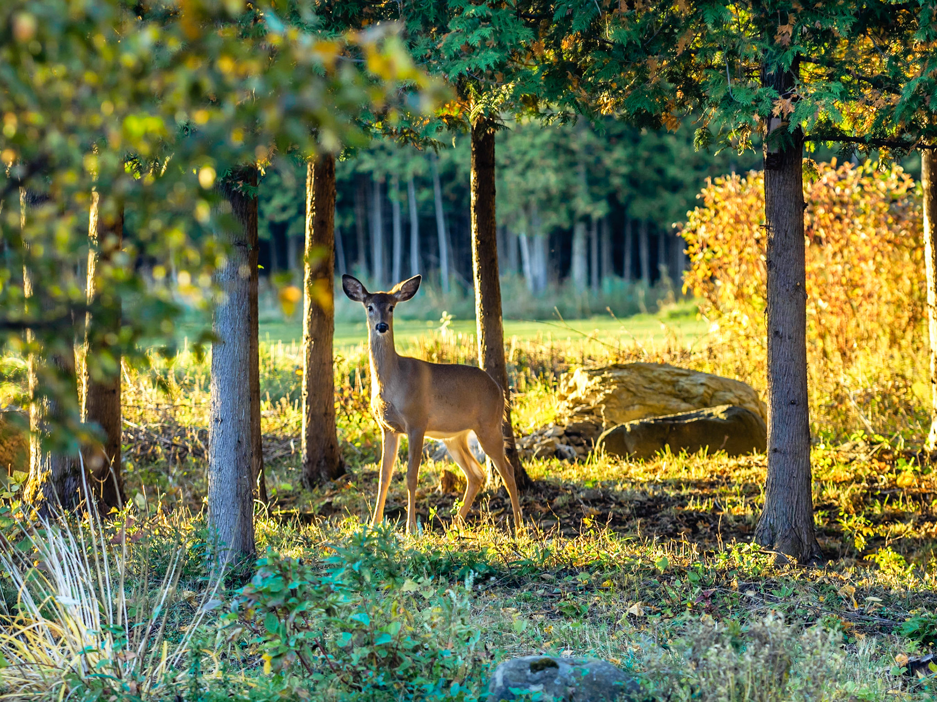 Morning Visitor
