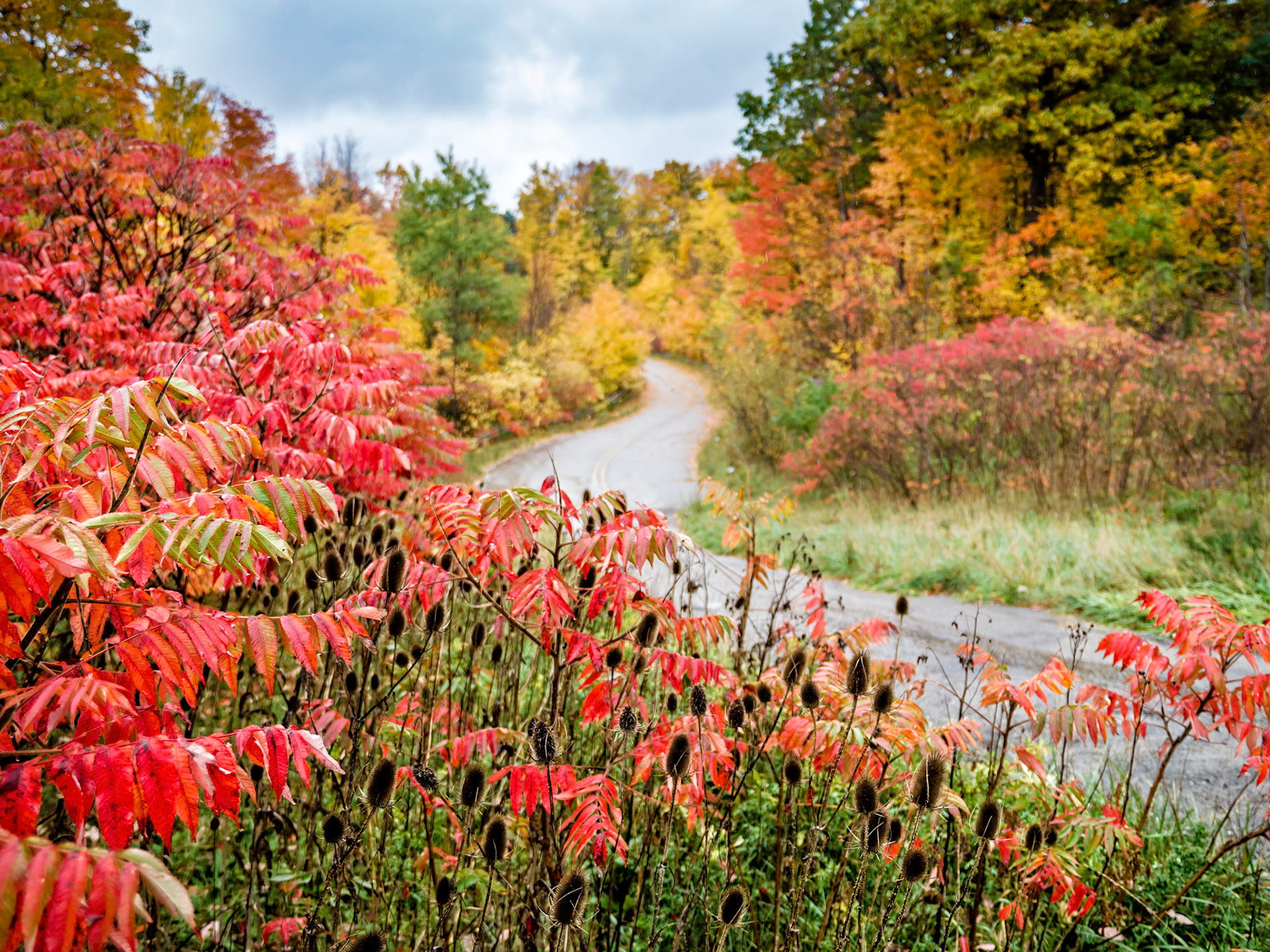 Colorful foliage in Oakville near the old Fourth Line road.