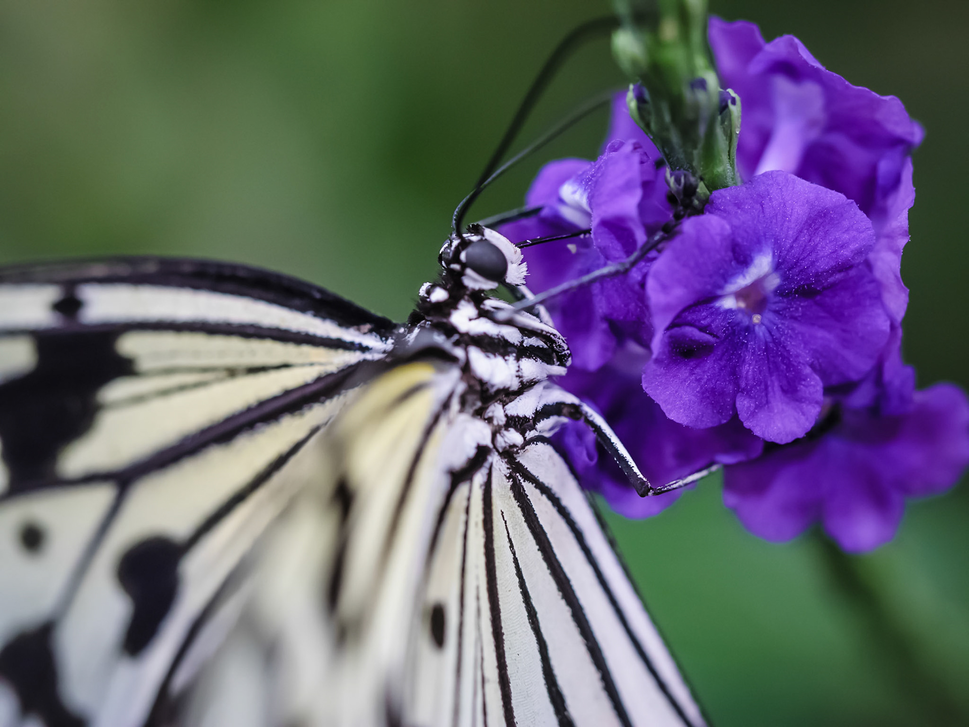 Butterfly Contrast