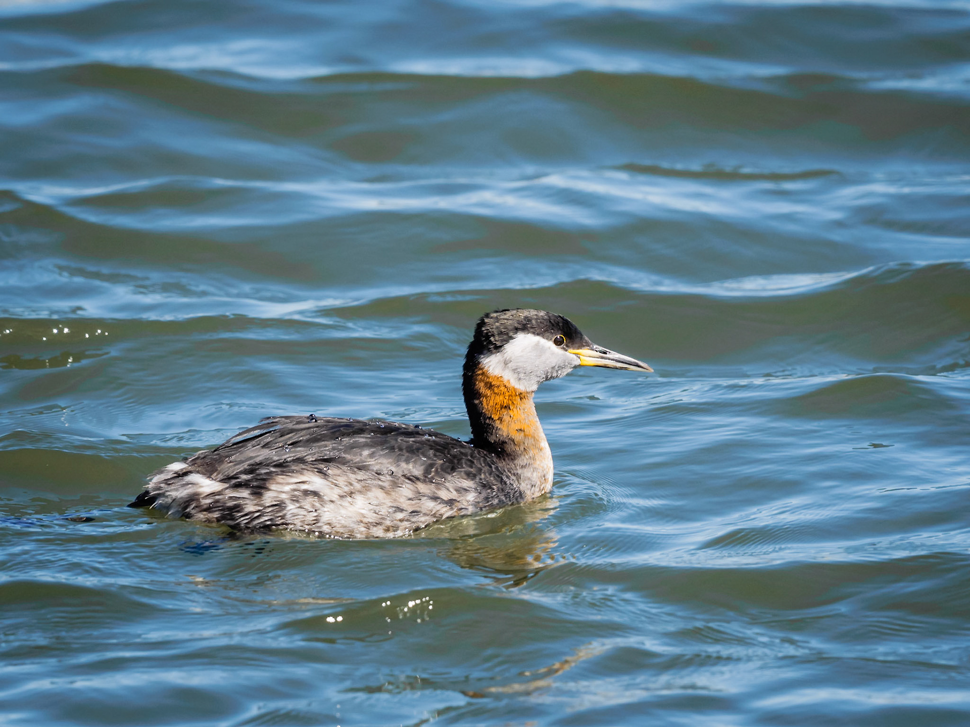 Red-Necked Grebe