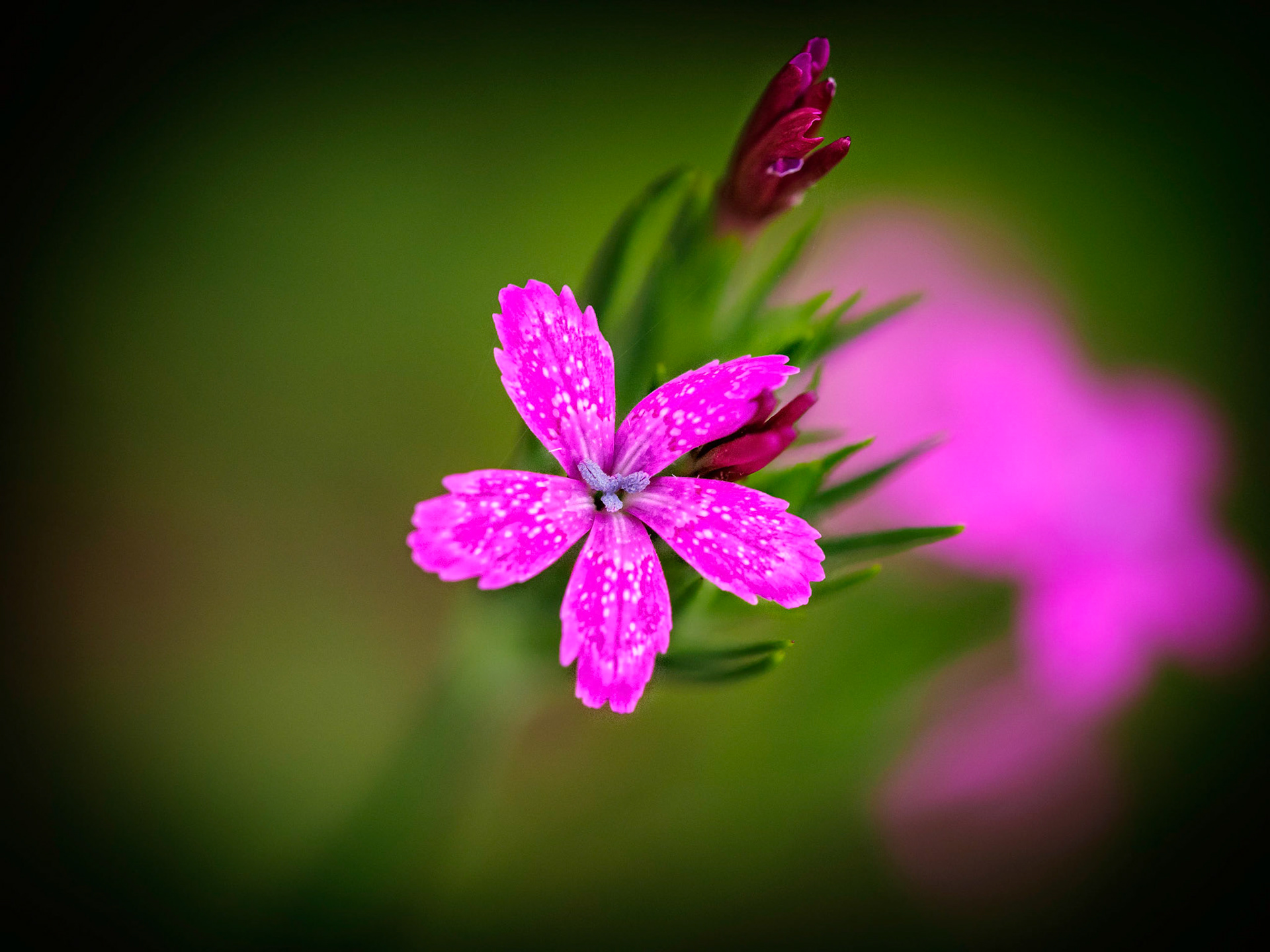 This tiny pink wildflower is a relative of Sweet William.  I took this on a local Oakville trail.