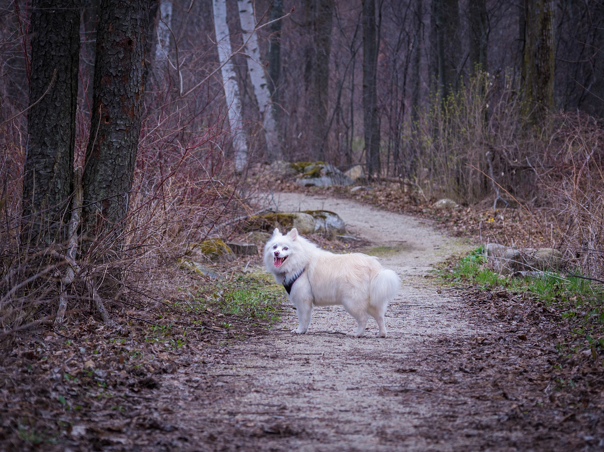 Forest Dog Walk