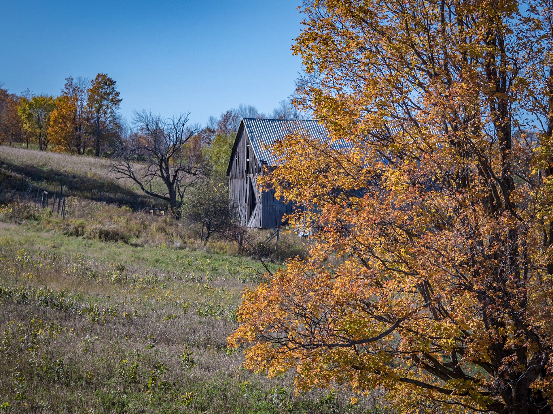 Fall color surrounds this old barn in Grey County, Ontario.