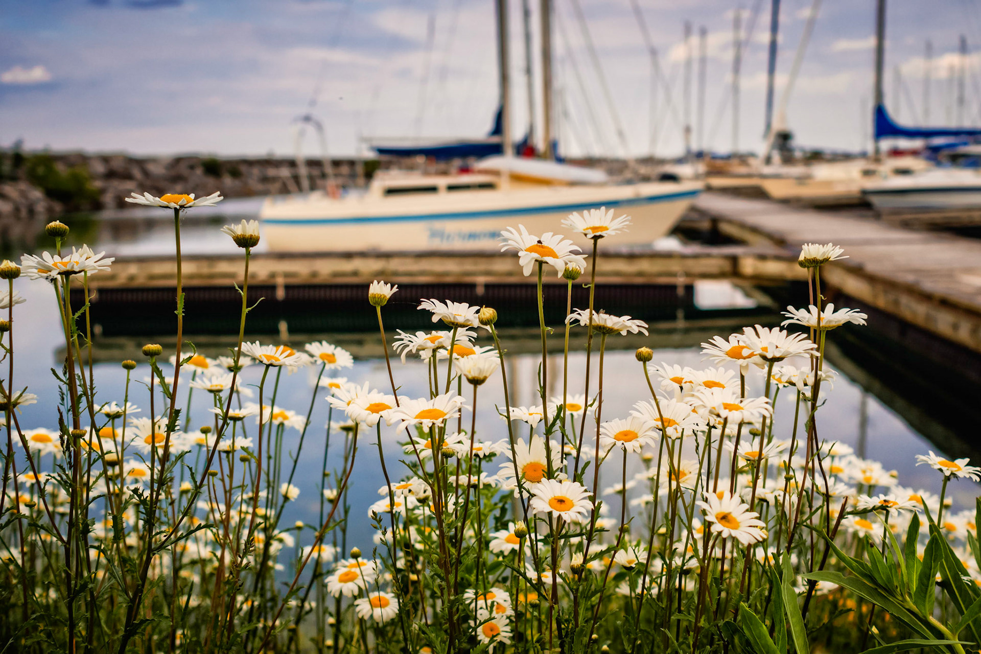 These daisies were growing dockside at the Meaford harbour.  The setting sun cast nice lighting that caught my eye.