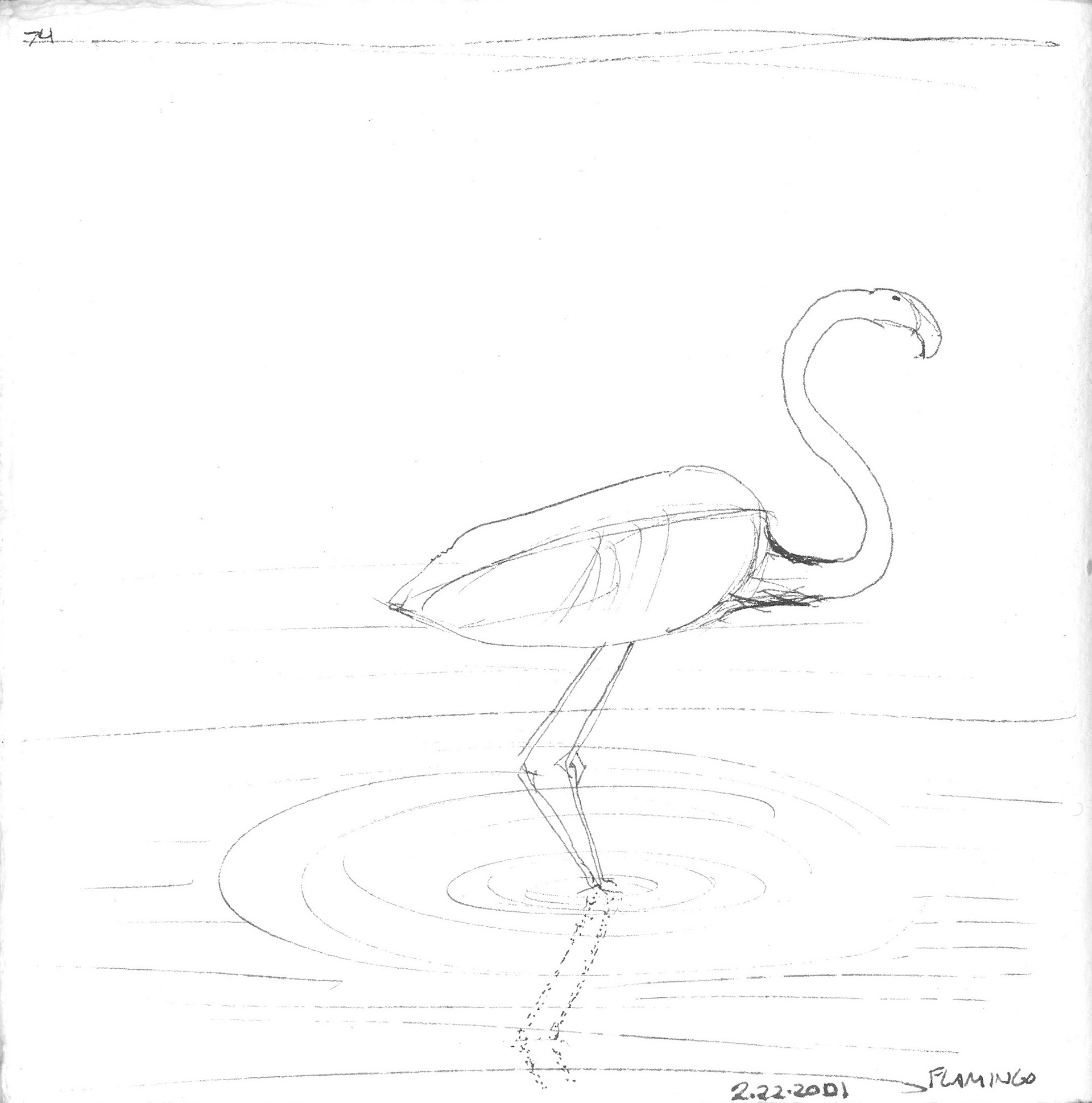 Flamingo