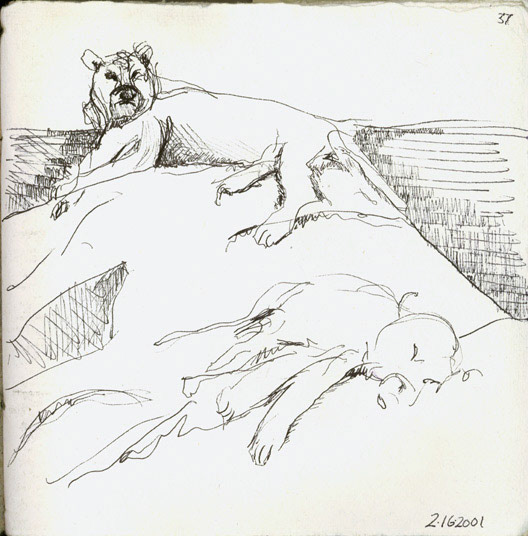 Lions on a Kopje